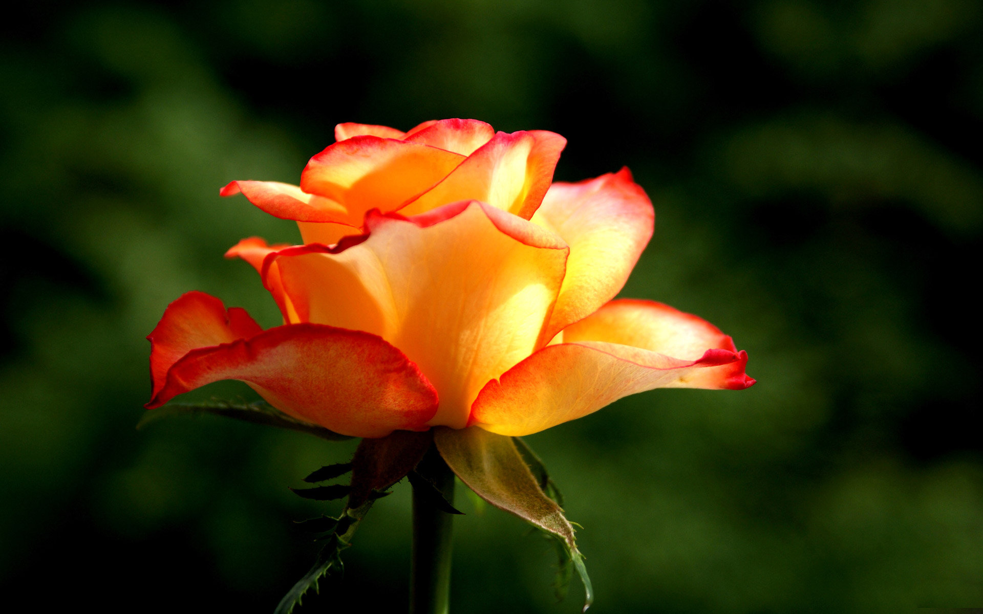 Red Rose Collected - Garden Roses , HD Wallpaper & Backgrounds