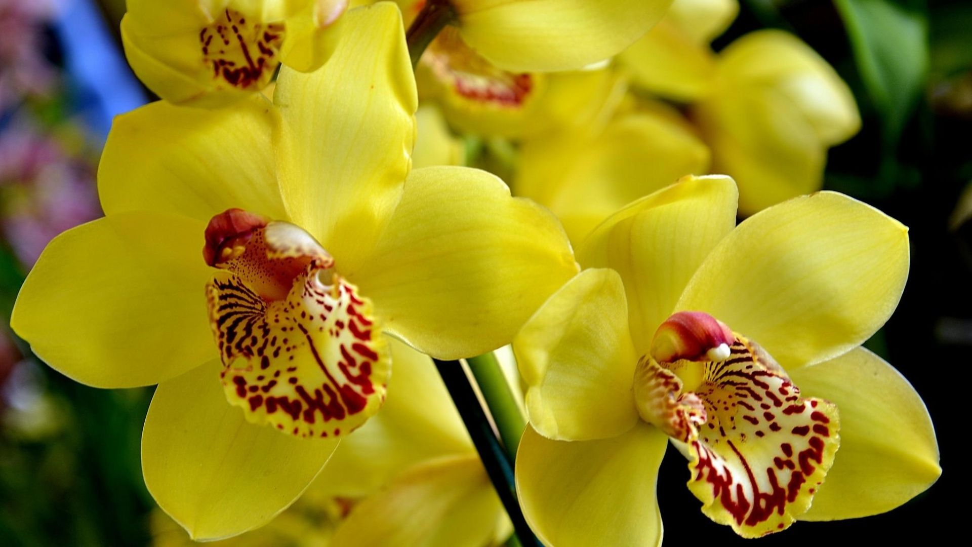 Pleasant Orchid Flower Bright Yellow Hd Images « Pin - Orchid Flower Download Hd , HD Wallpaper & Backgrounds