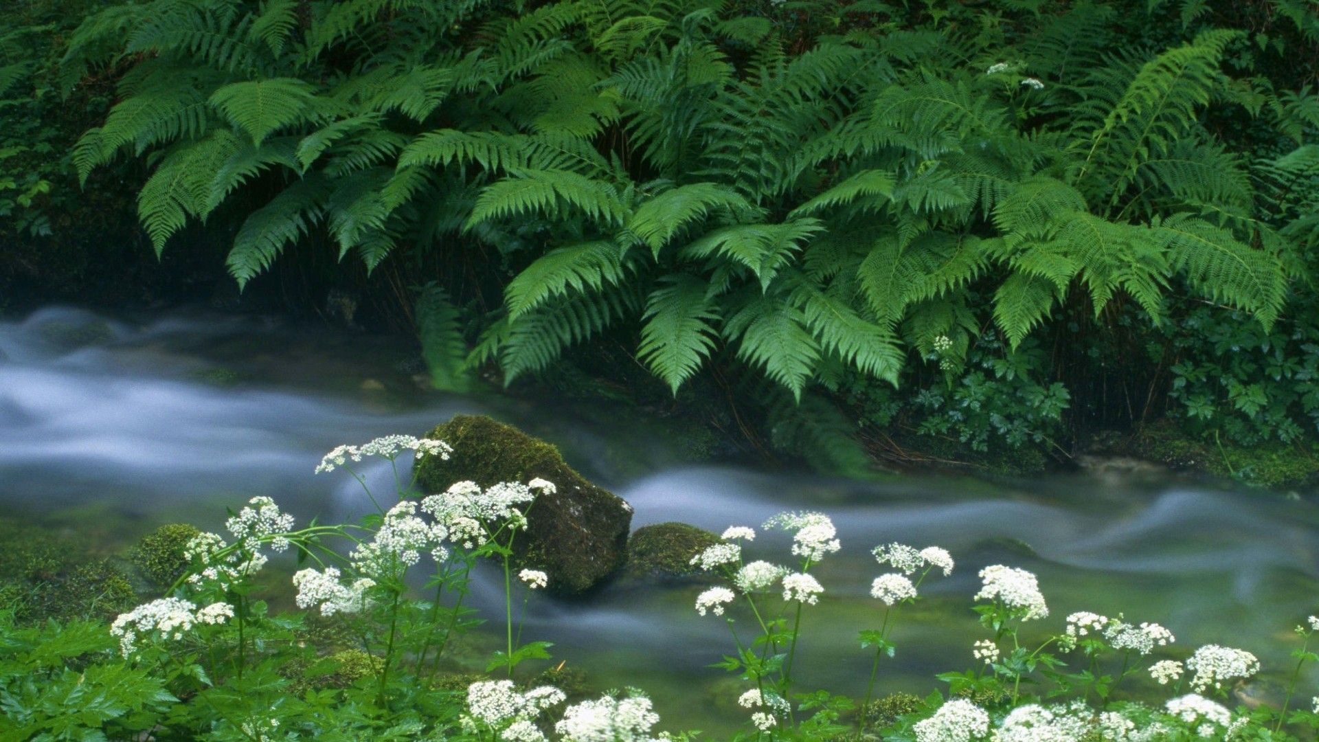 Beautiful Nature Scenes - Beautiful Wallpapers Of Nature Scenes , HD Wallpaper & Backgrounds