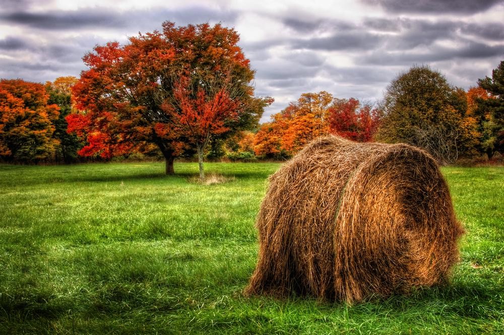 Hay Photography Autumn Trees Color Grass Quiet Beautiful - Autumn Hdr , HD Wallpaper & Backgrounds
