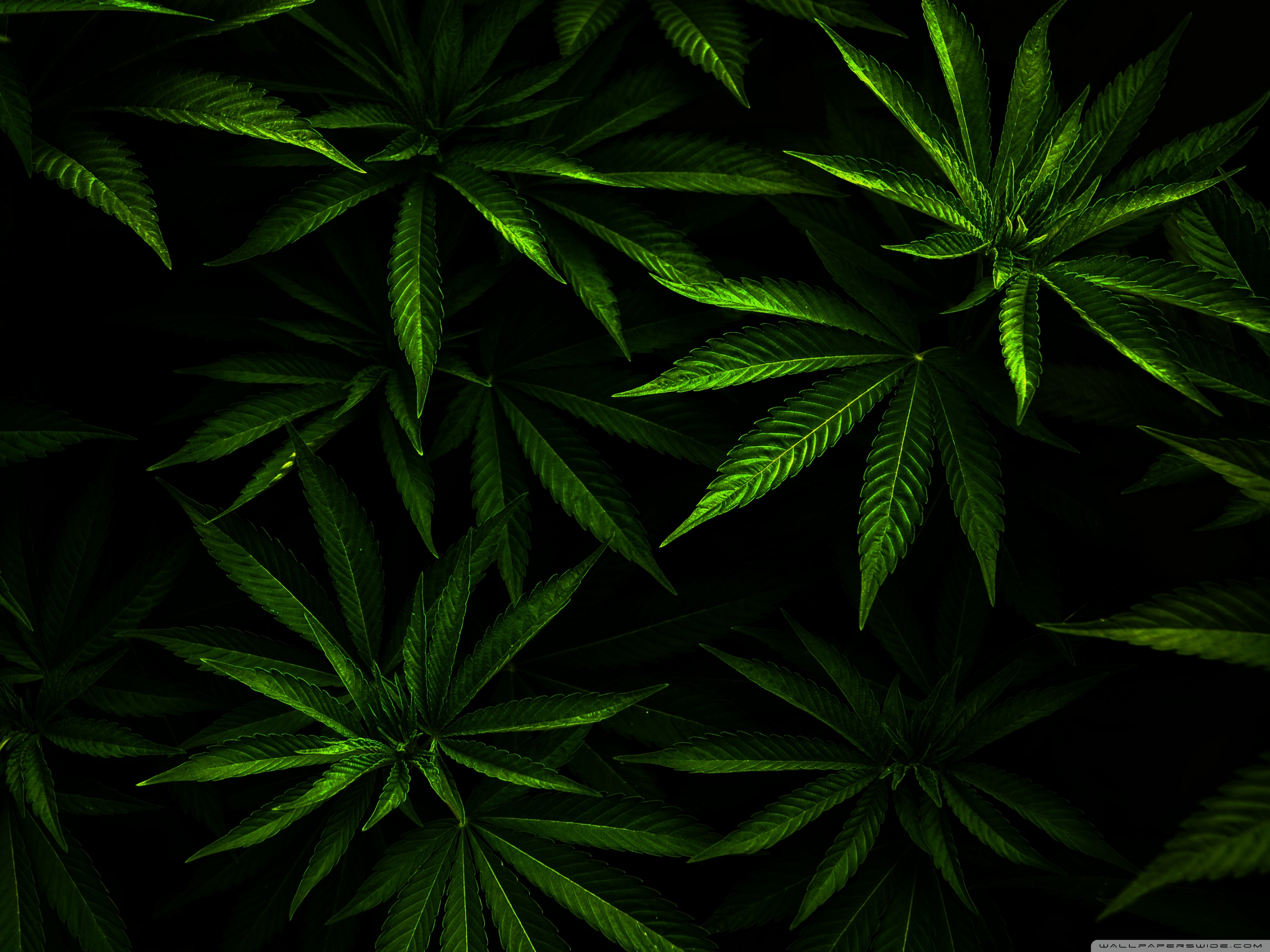 Cannabis Wallpaper, Px Pleasant Wlprs - Cannabis , HD Wallpaper & Backgrounds