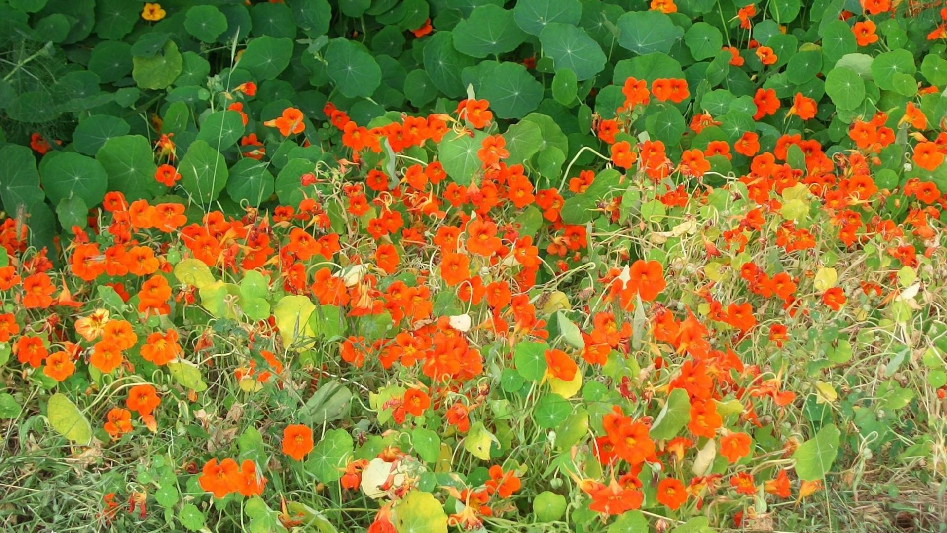 Pleasant Nasturtium Flowers Herbs Grass Hd Images « - Nasturtium , HD Wallpaper & Backgrounds