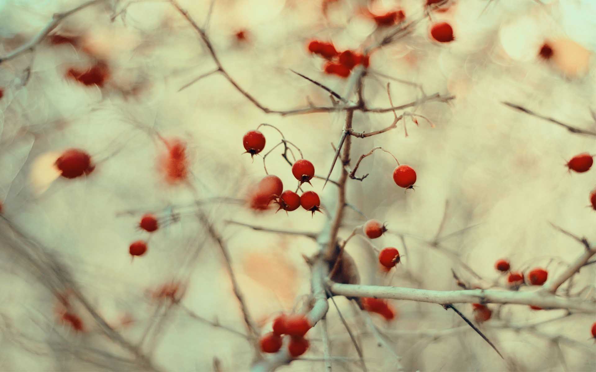Hd Background Nature Dried Wild Berries Thorn Pleasant - Wild Berries In The Winter , HD Wallpaper & Backgrounds