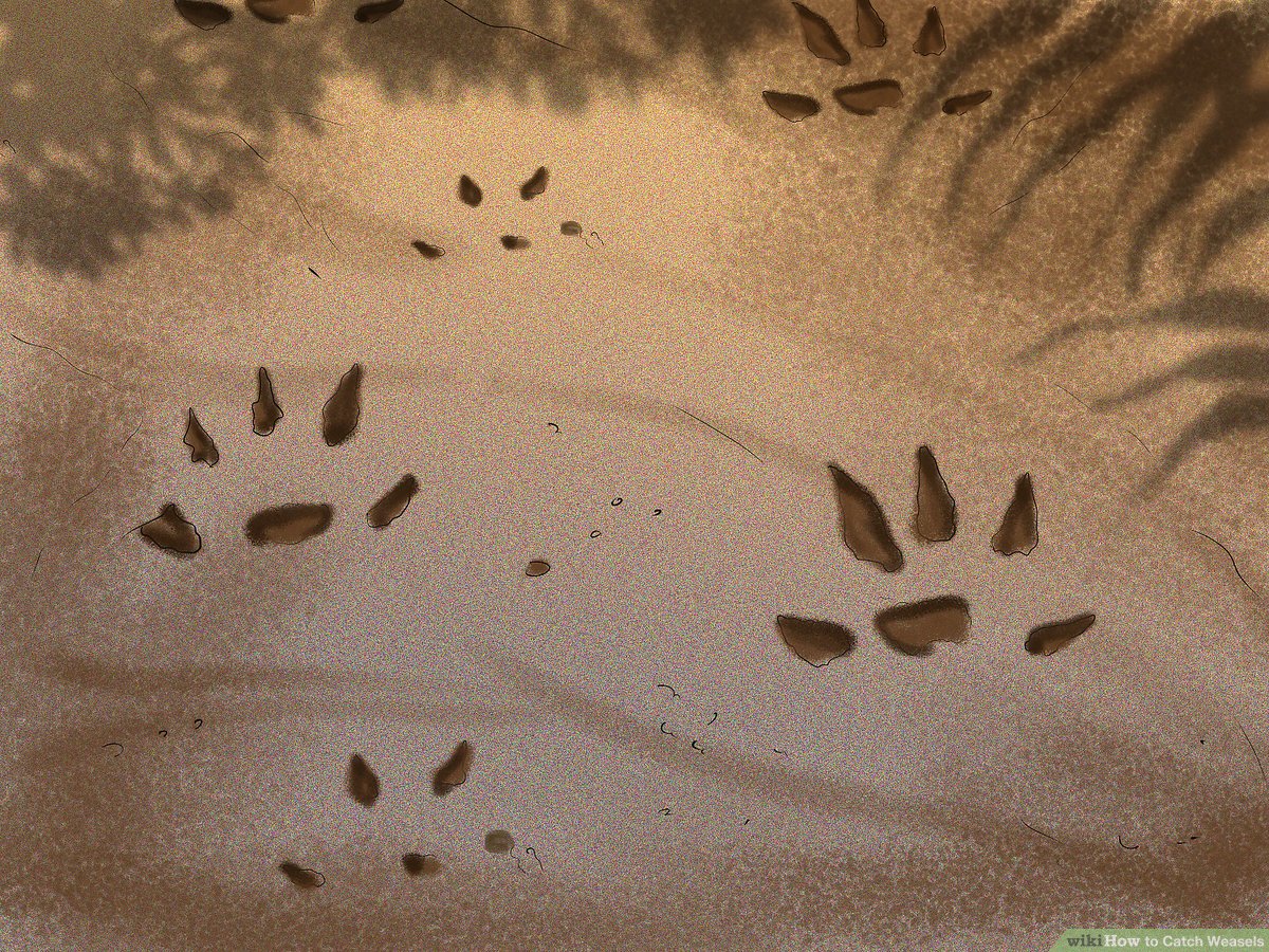 Footprint , HD Wallpaper & Backgrounds