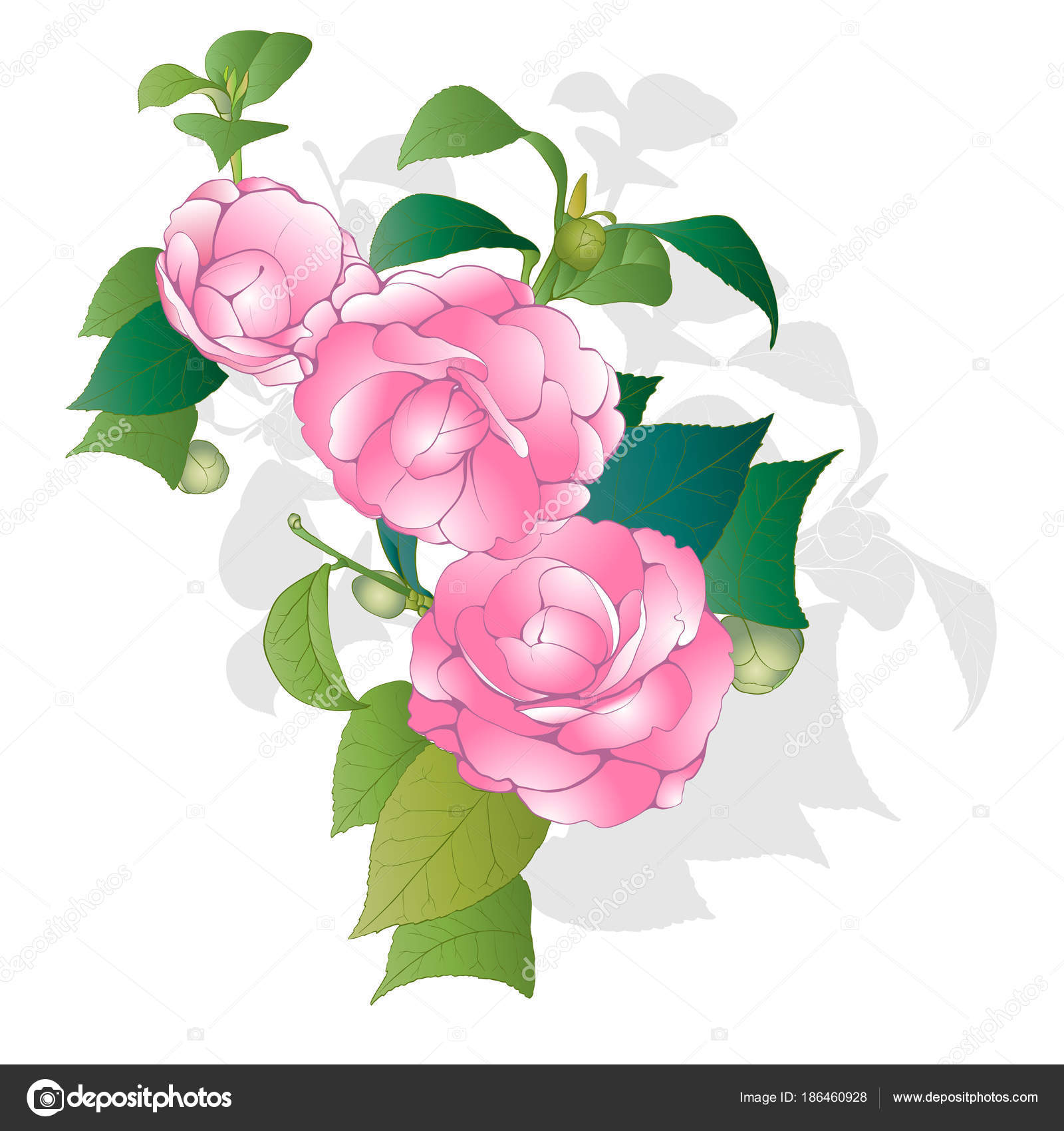 Vector Background Camellia Flowers Leaves Perfumery - Floribunda , HD Wallpaper & Backgrounds