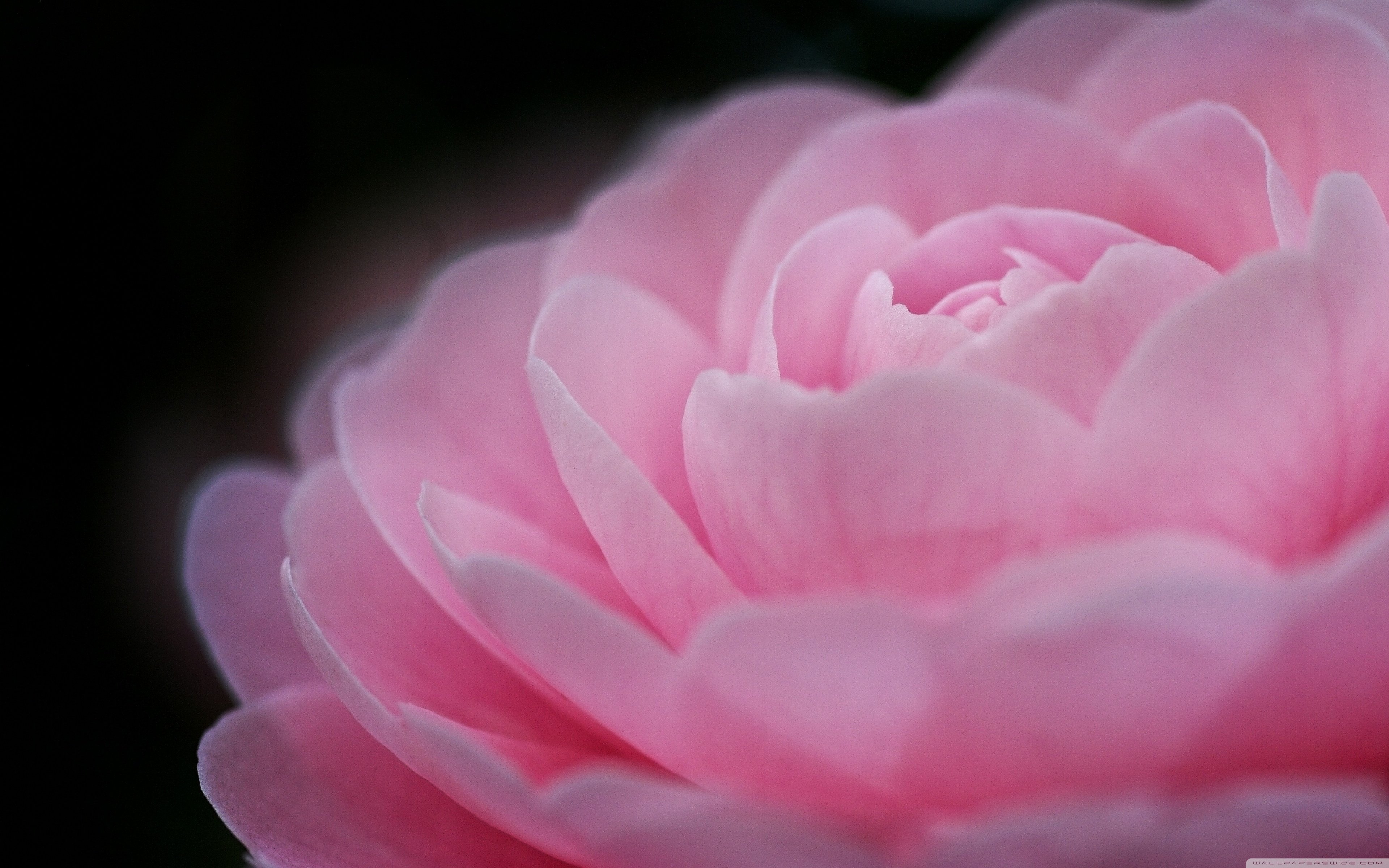Wide - Japanese Camellia , HD Wallpaper & Backgrounds