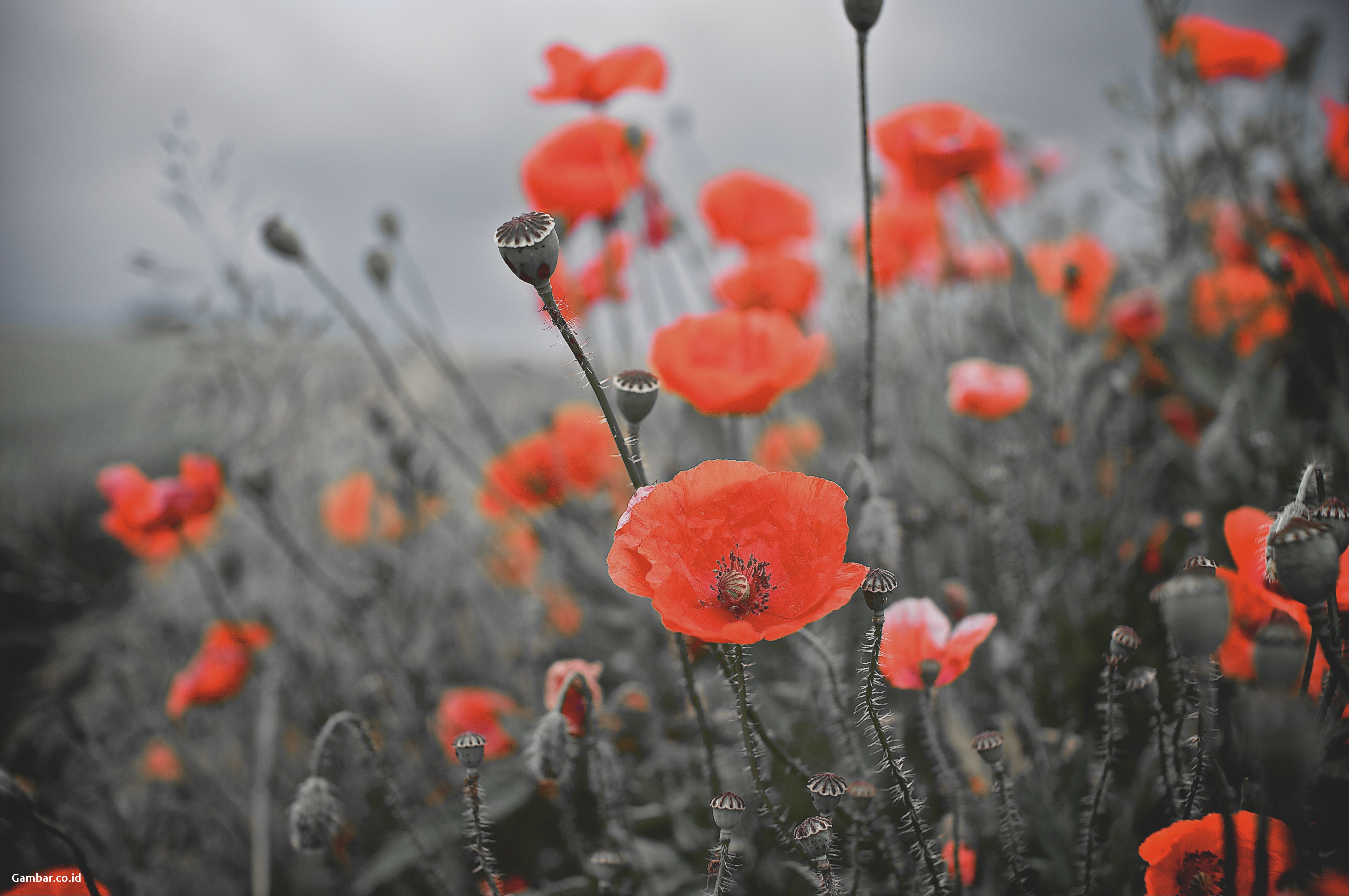Download Image - Poppy , HD Wallpaper & Backgrounds