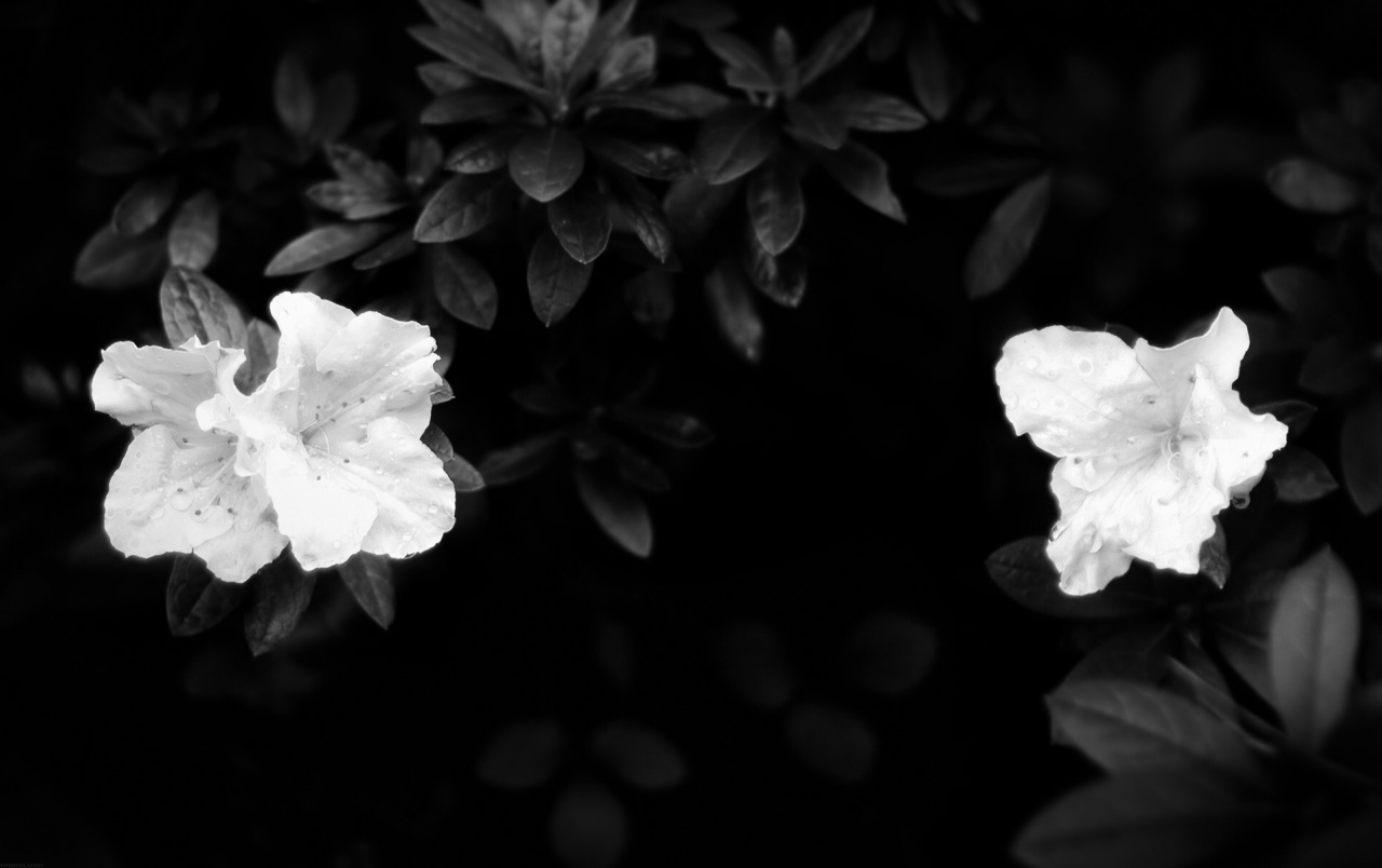 Camellia Wallpapers And Stock Photos - Hd Black And White Flowers , HD Wallpaper & Backgrounds