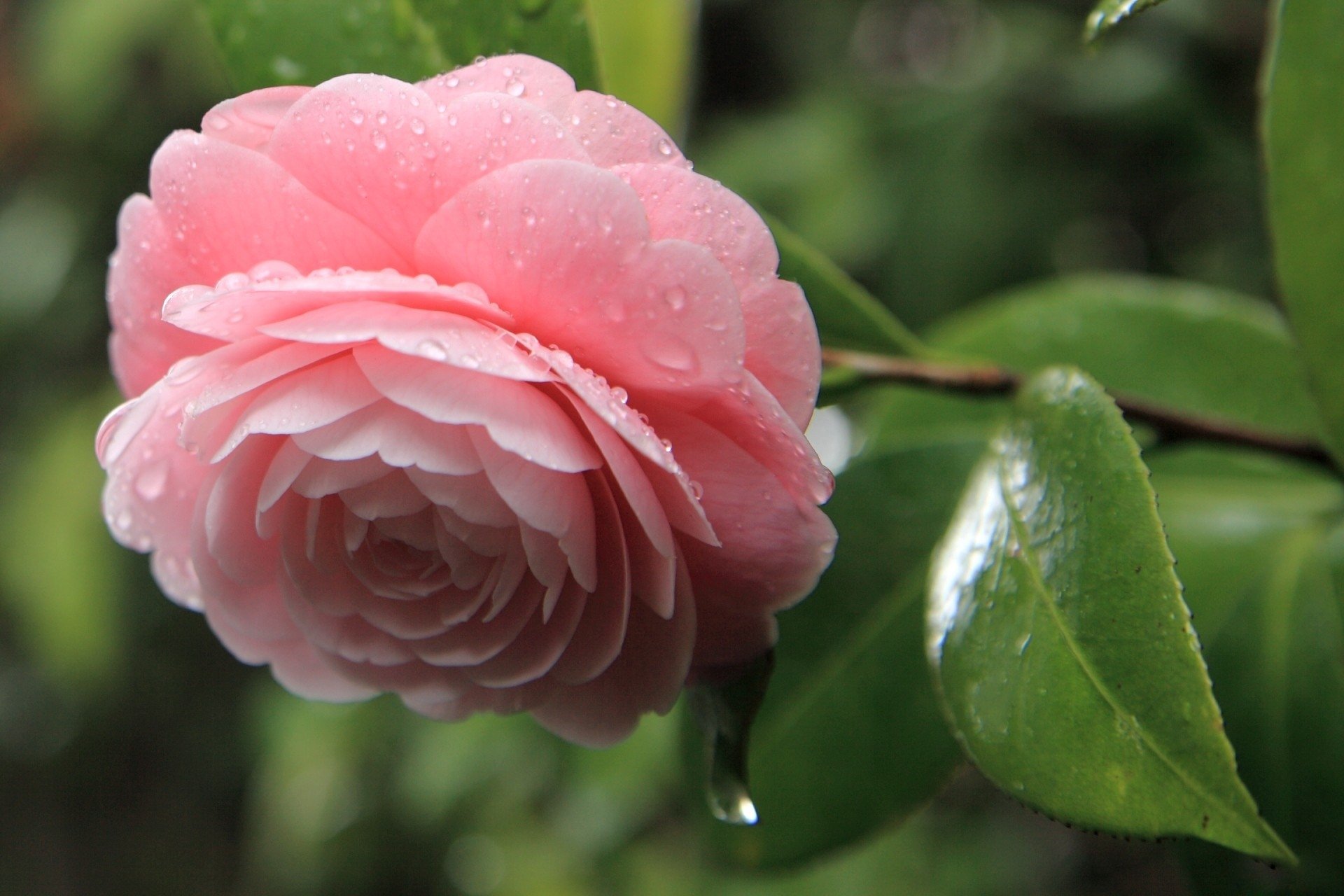 Wallpapers Id - - Camellia , HD Wallpaper & Backgrounds