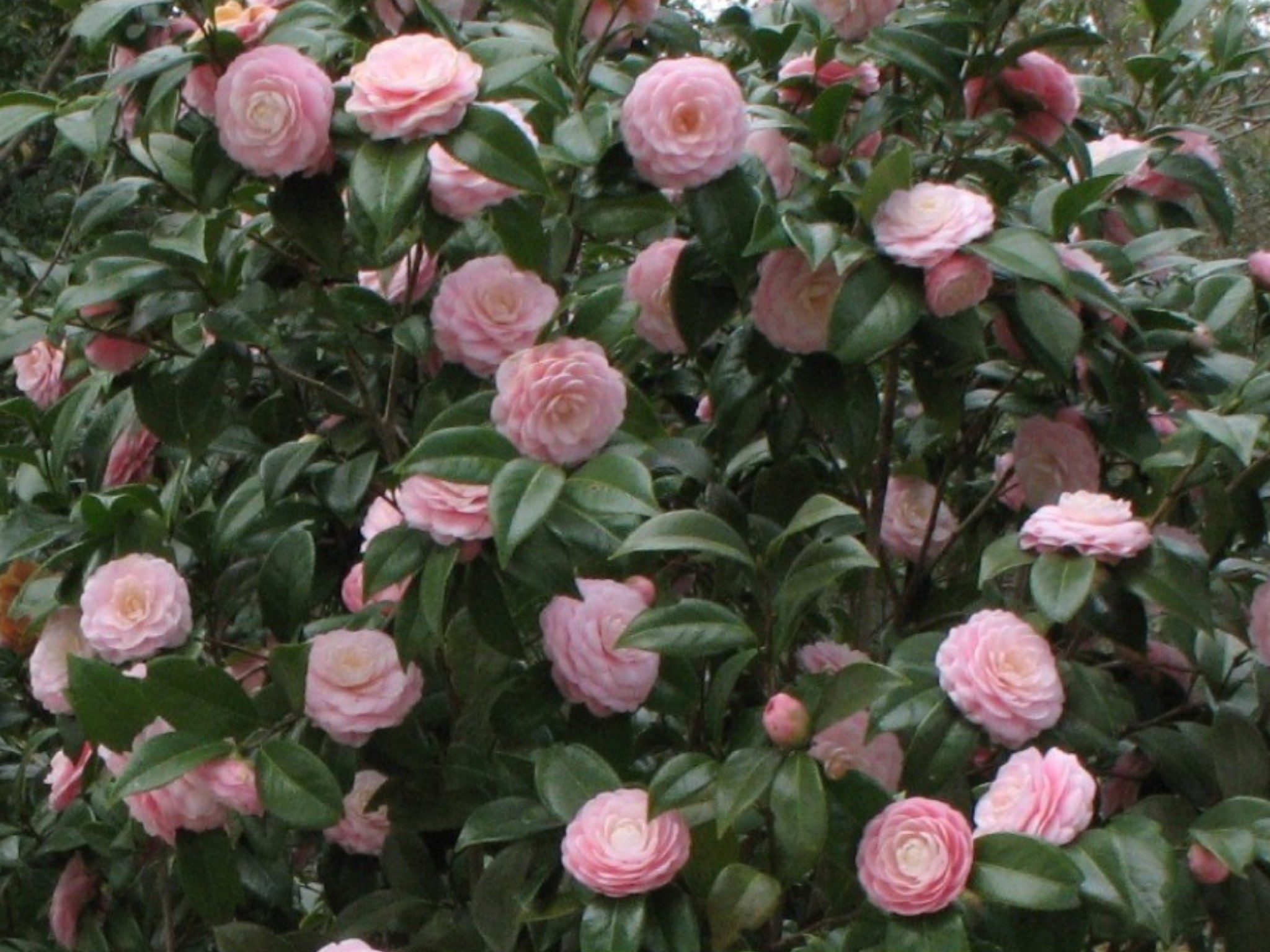 Camellia Japonica , HD Wallpaper & Backgrounds