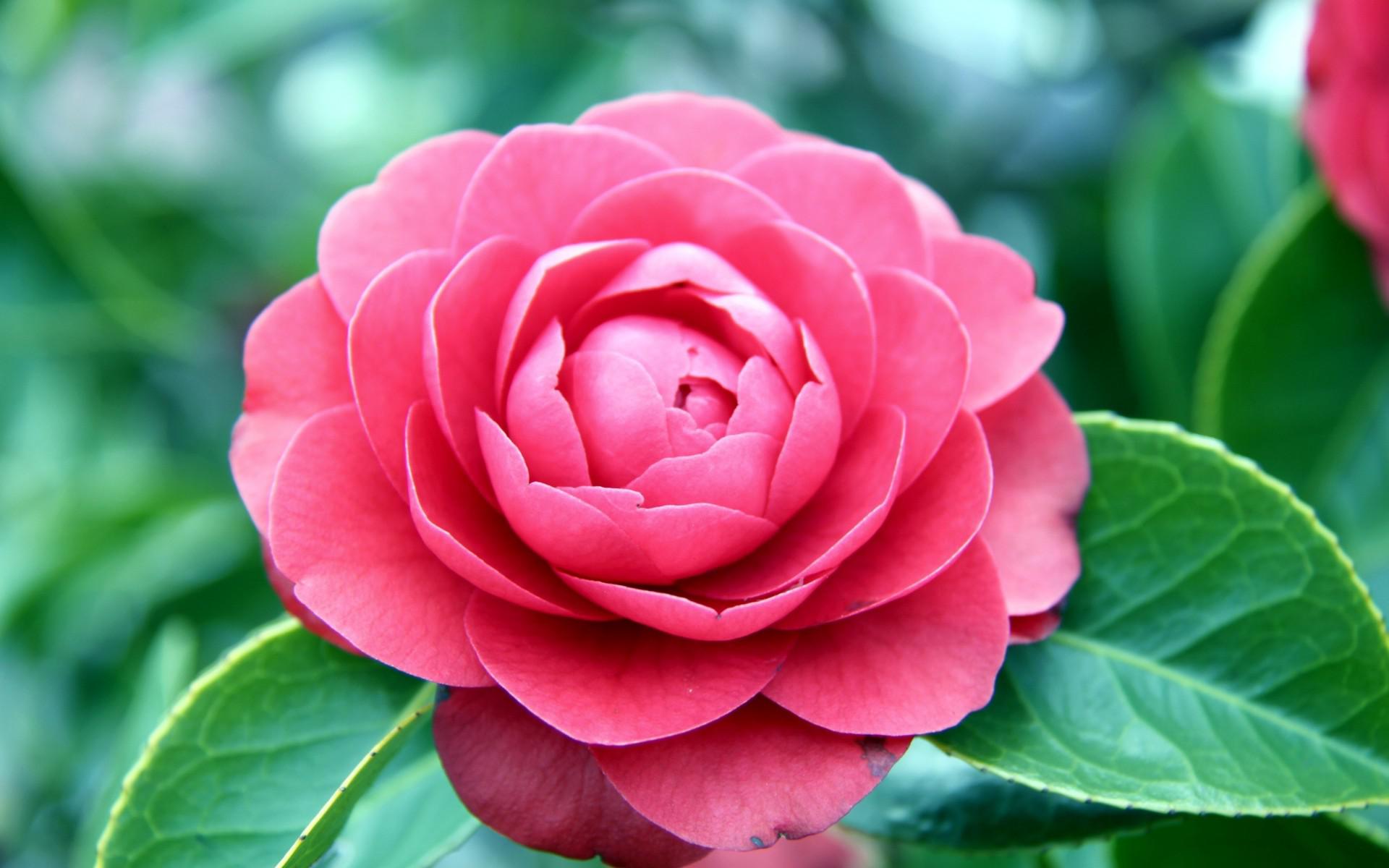 Pink Camellia - Flower Background Pretty Pink , HD Wallpaper & Backgrounds
