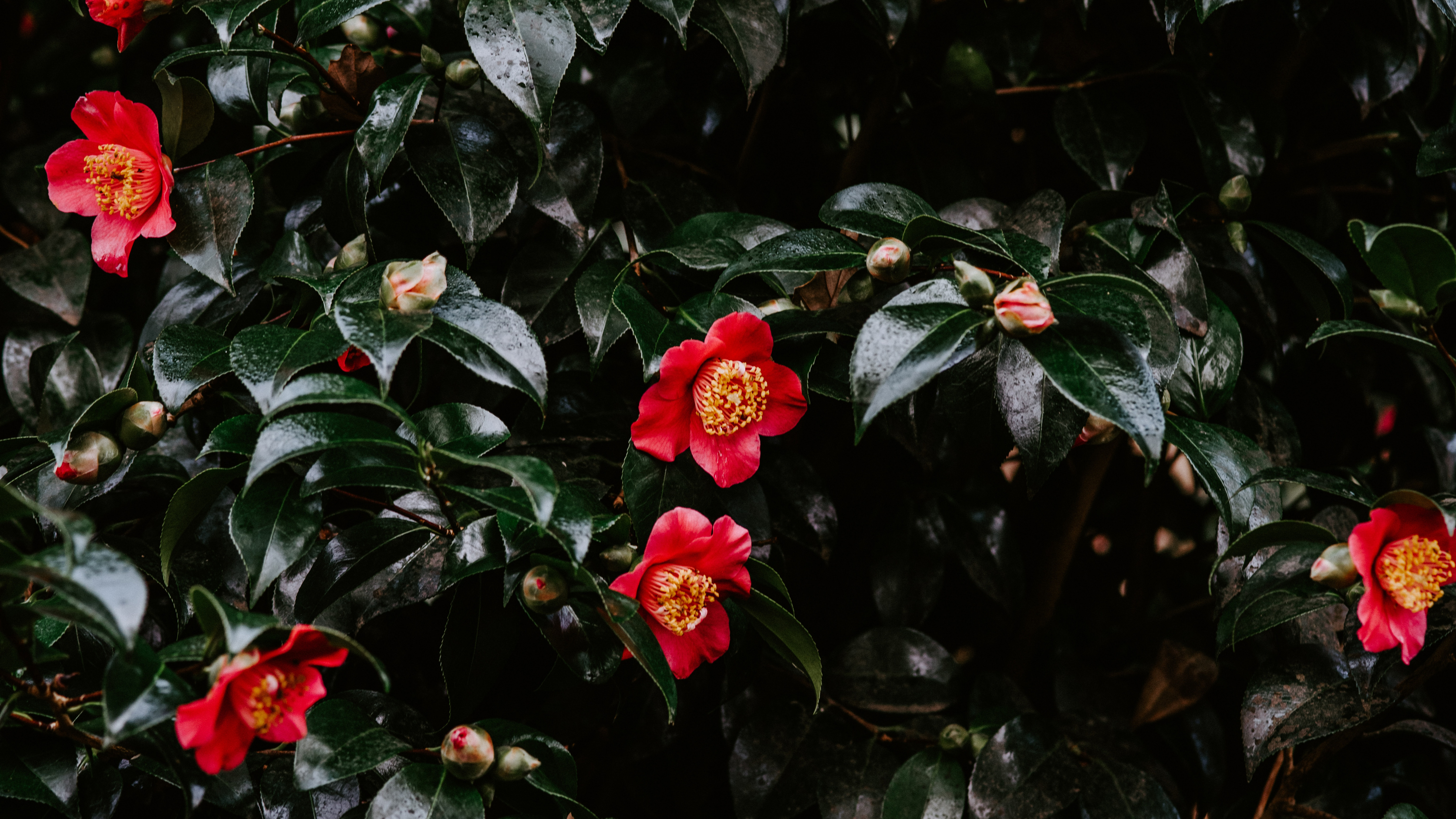 Shrub, Factory, Camellia Sasanqua, Plant, Shrubland - Japanese Camellia , HD Wallpaper & Backgrounds