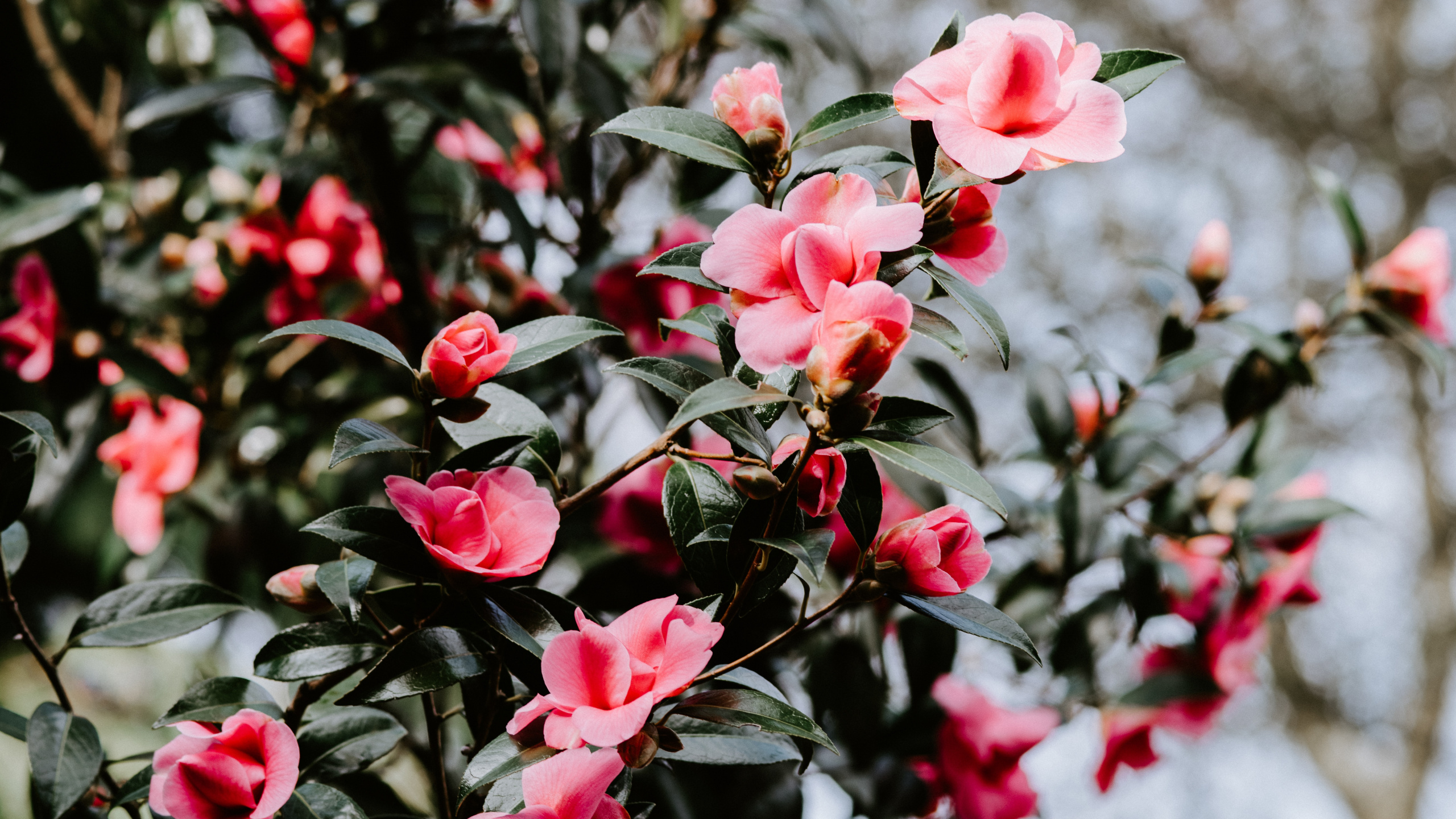 Pink, Camellia Sasanqua, Amoled, Plants, Red Wallpaper - Wallpaper , HD Wallpaper & Backgrounds