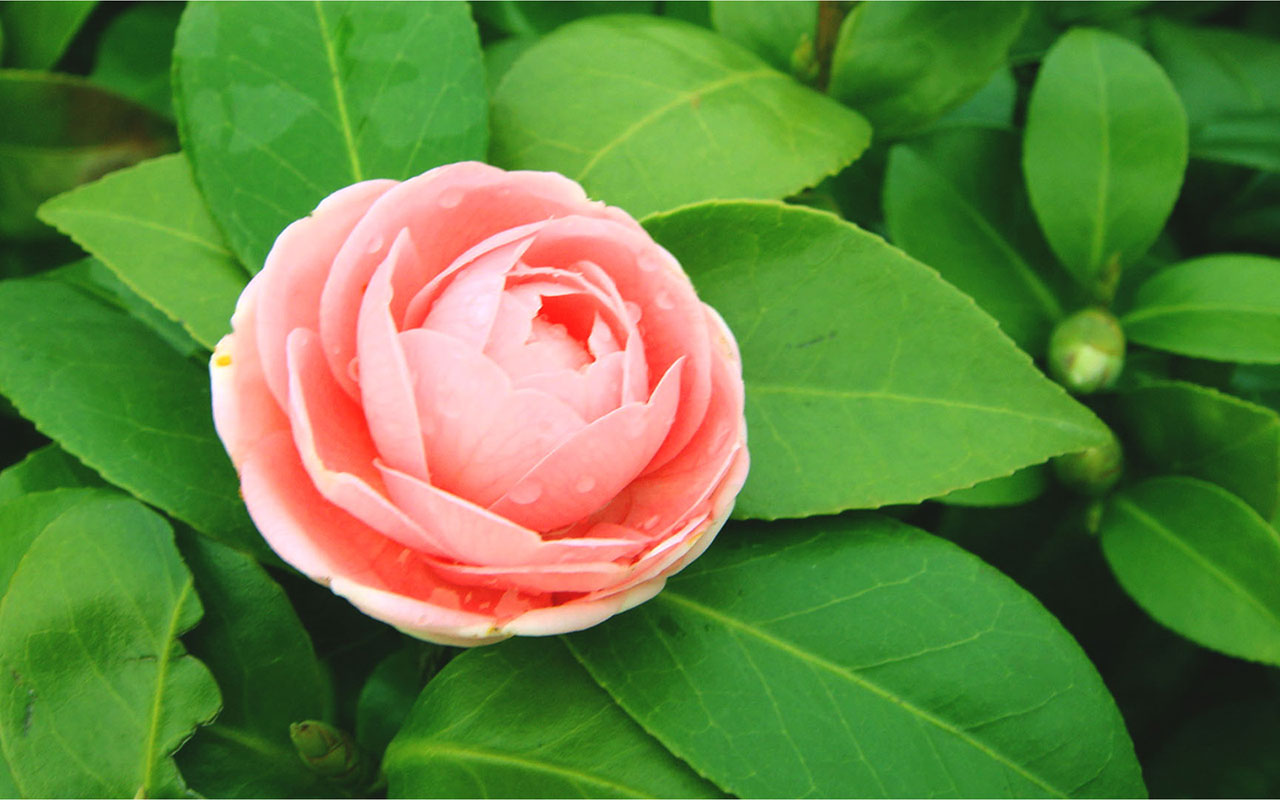 Red Camellia Delicate Desktop Wallpaper Wallpapers - Garden Roses , HD Wallpaper & Backgrounds
