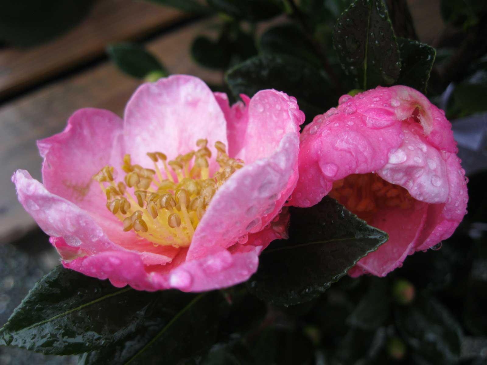 Pink Camellias Free Wallpaper - Rosa Rubiginosa , HD Wallpaper & Backgrounds