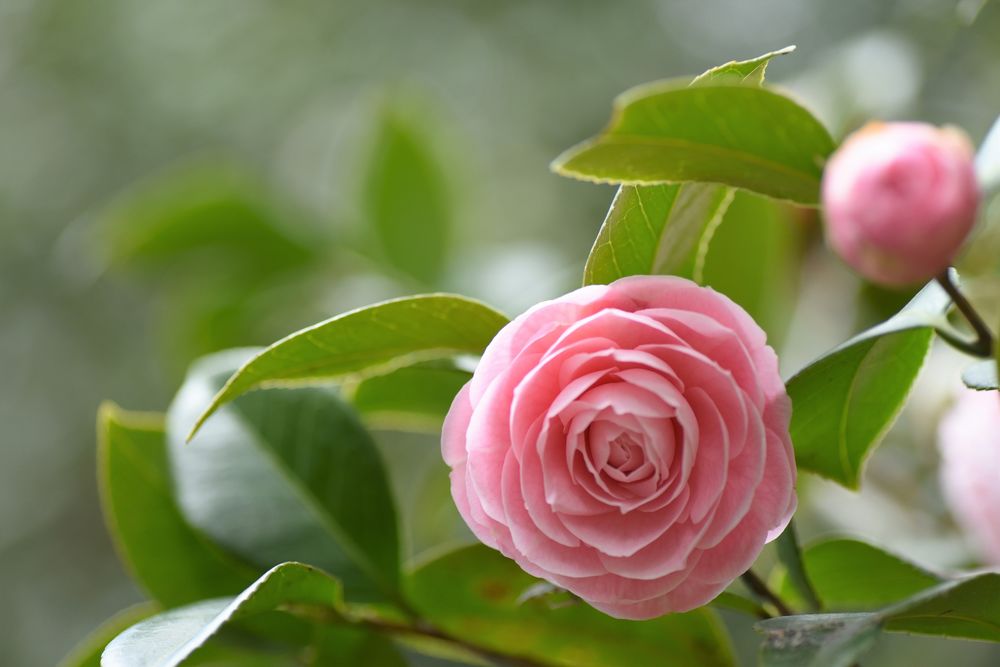 Wallpaper Beautiful Pink Camellia In The Green Foliage - Garden Roses , HD Wallpaper & Backgrounds