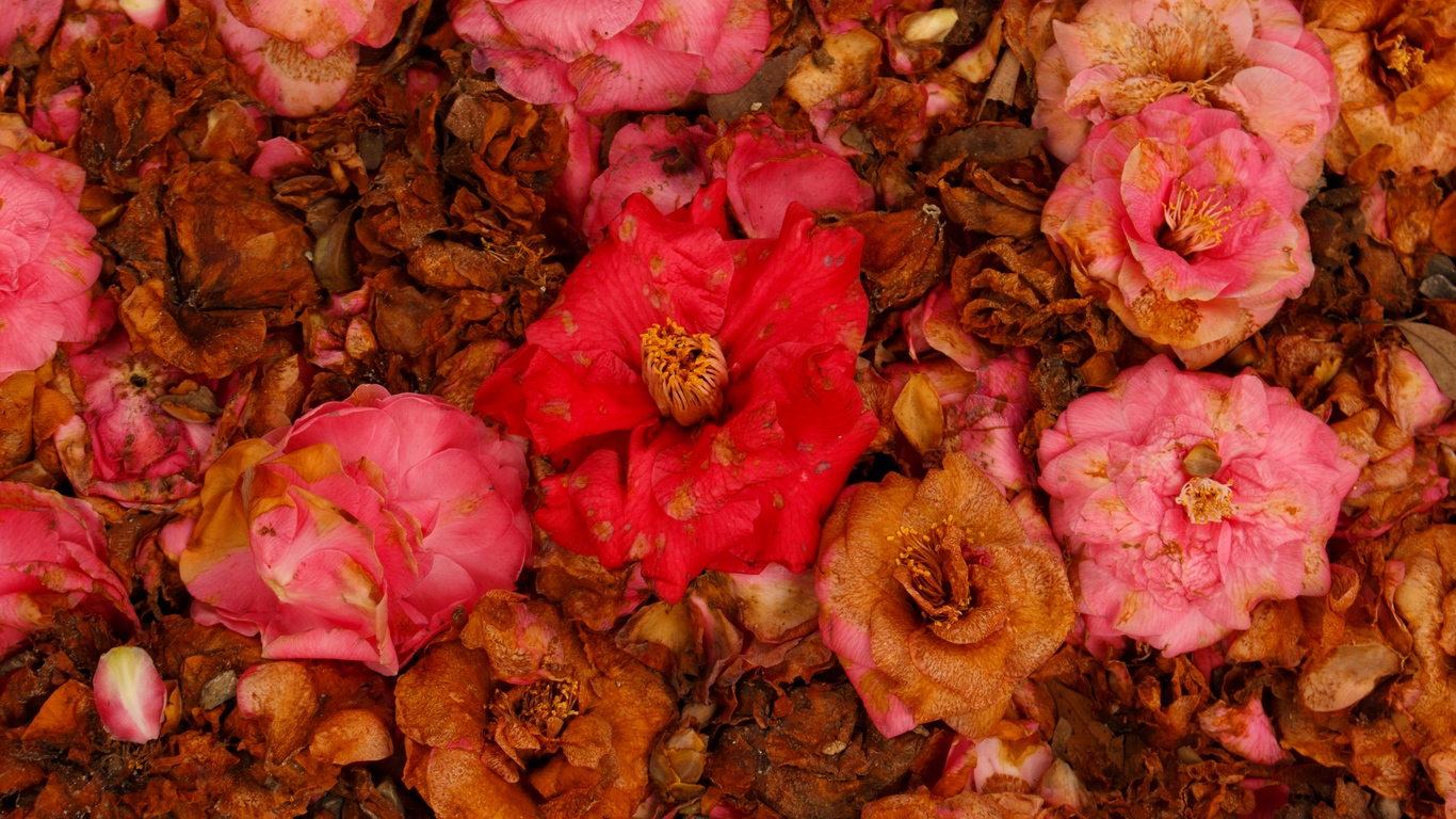 Wallpaper Camellia, Dry, Flowers, Garden, Pink, Red - Garden , HD Wallpaper & Backgrounds