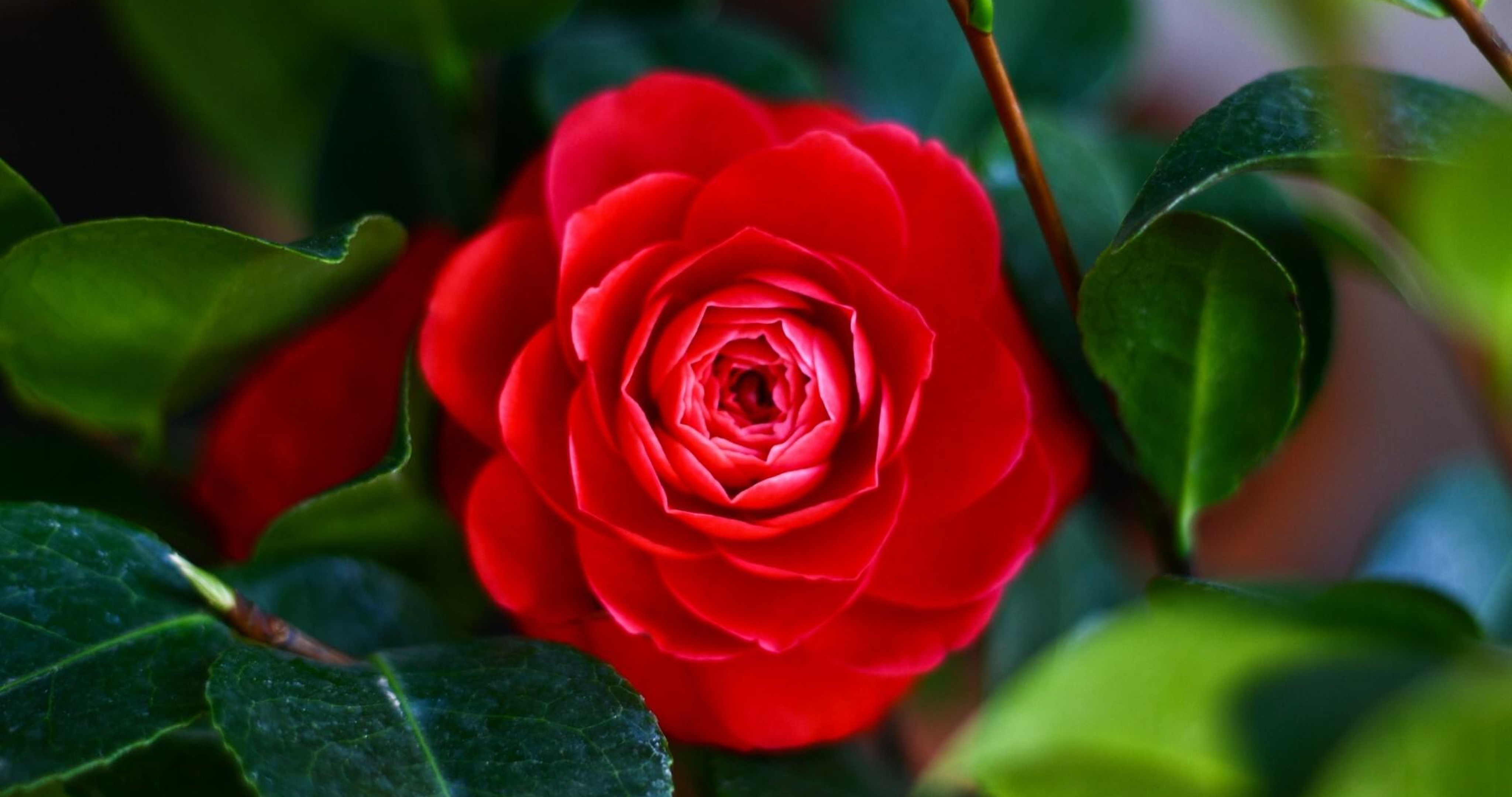 Красивое фото красной розы. Красная Камелия миддлмиста. Камелия красная китайская.