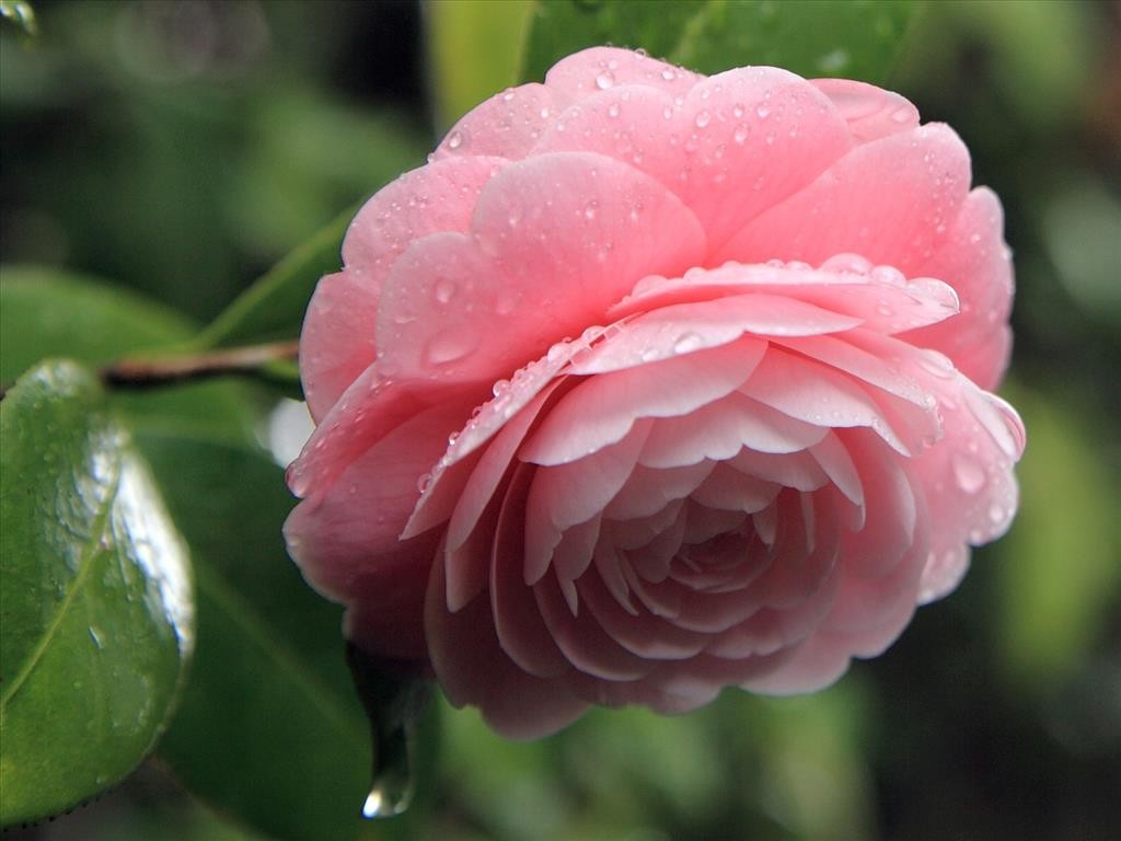 Drops Raindrops Flower Pink Water Rain Beauty Camellia - Beautiful Rain Drops On Flowers , HD Wallpaper & Backgrounds