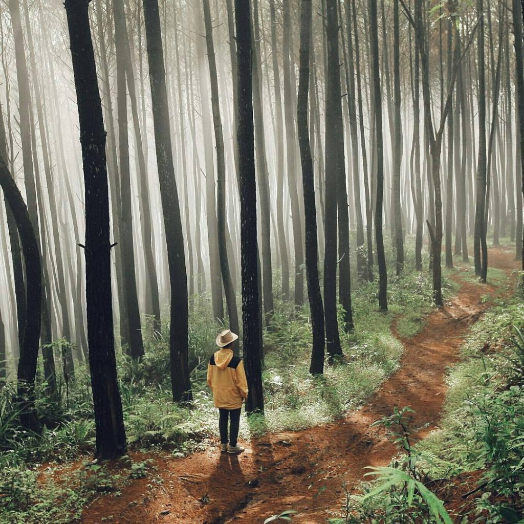 Hutan Pinus Kintamani Bali , HD Wallpaper & Backgrounds
