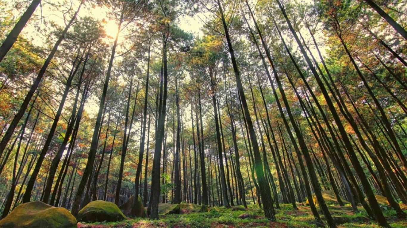 Hutan Pinus Gunung Pancar , HD Wallpaper & Backgrounds