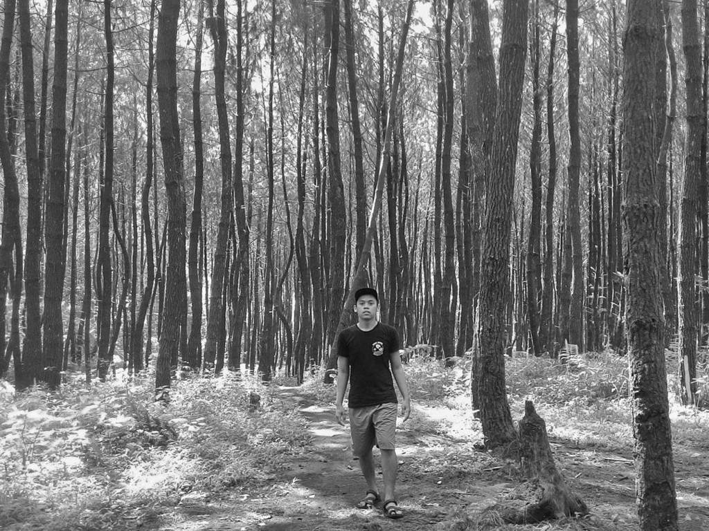 Hutan Pinus Ciherang Tasikmalaya , HD Wallpaper & Backgrounds