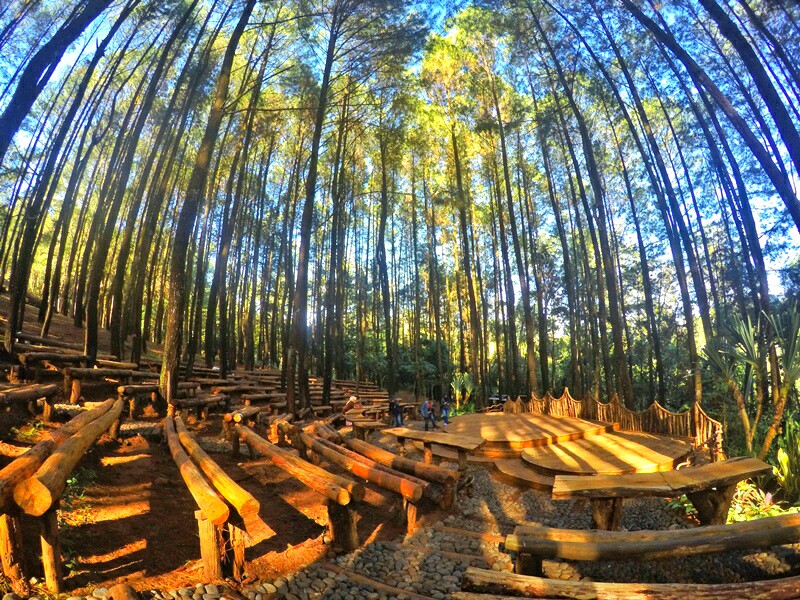 Hutan Pinus Mangunan Jogja , HD Wallpaper & Backgrounds