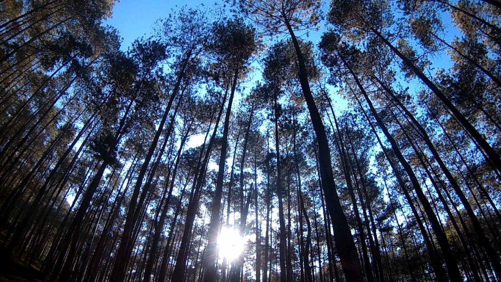 Hutan Pinus Gunung Manglayang , HD Wallpaper & Backgrounds