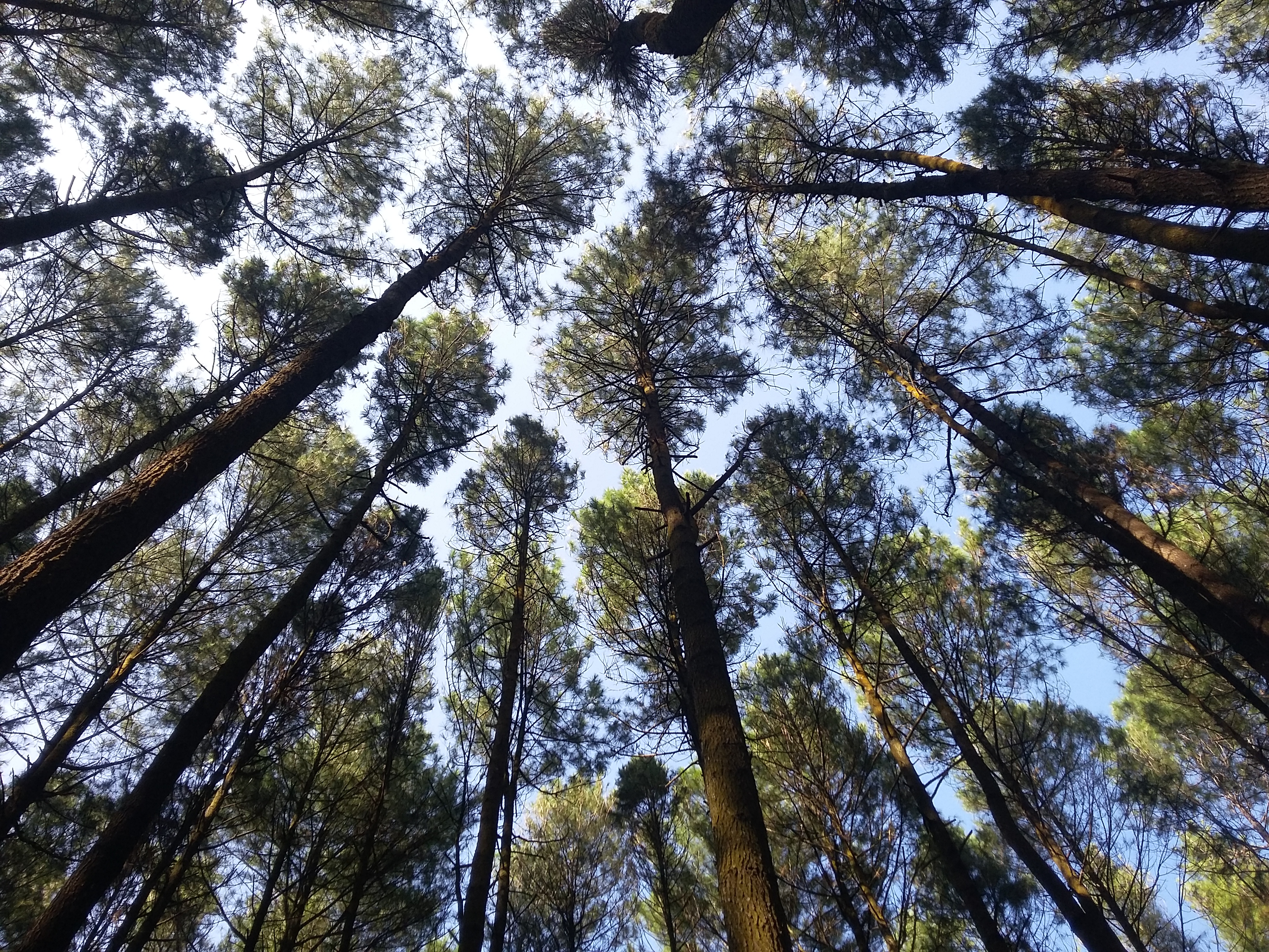 Huta Pinus, Mangunan, Dlingo - Georgia Pine , HD Wallpaper & Backgrounds