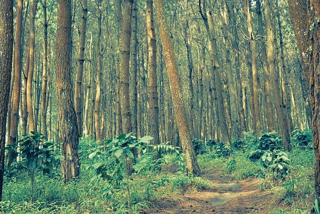 Pine Forest Tags - Old-growth Forest , HD Wallpaper & Backgrounds