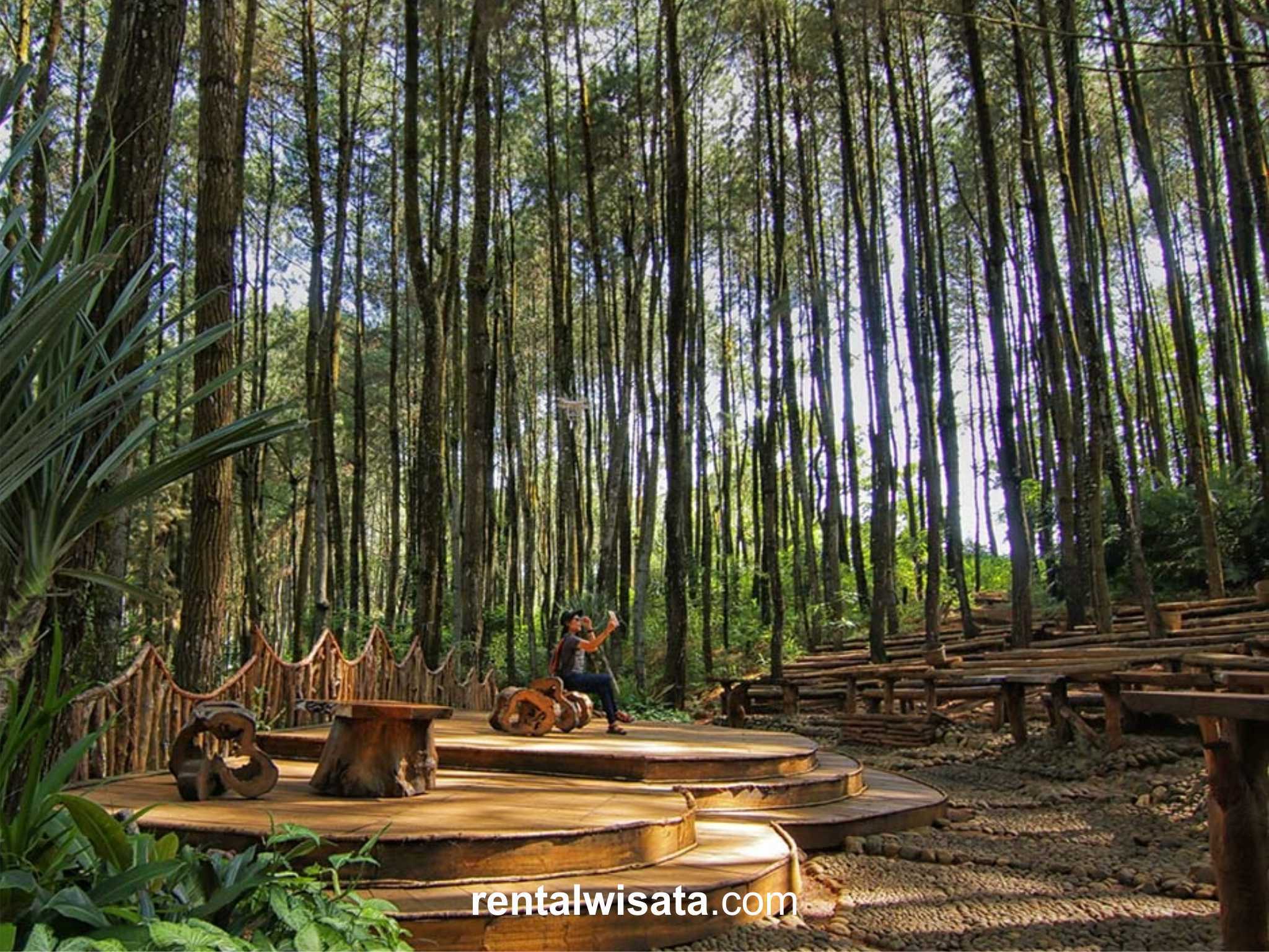 Hutan Pinus Mangunan - Tempat Wisata Indah Di Jogja , HD Wallpaper & Backgrounds