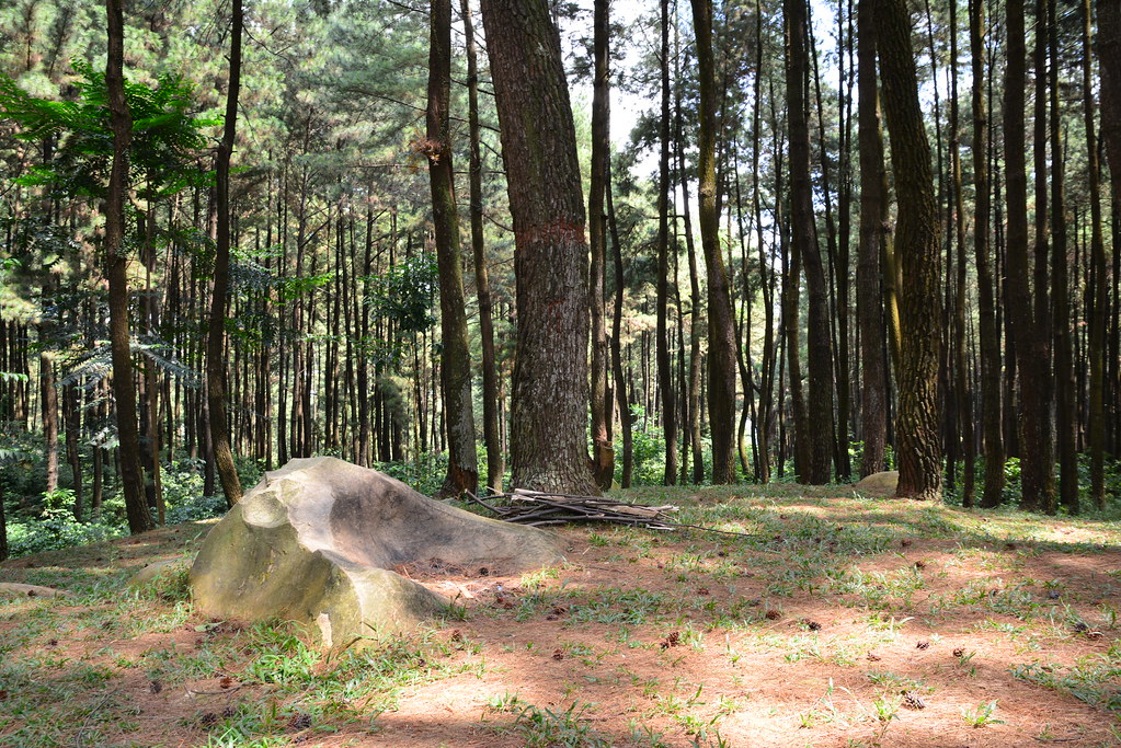 Hutan Pinus, Gunung Pancar Sentul - Old-growth Forest , HD Wallpaper & Backgrounds