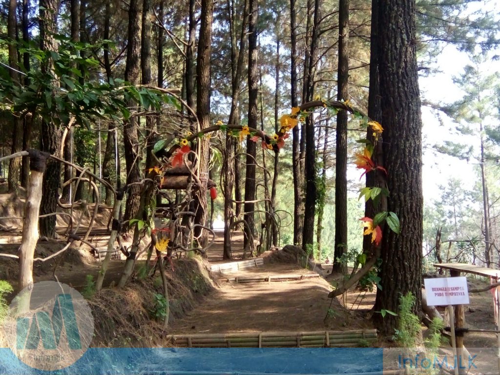 Menyaksikan Secara Dekat Burung Elang Jawa Yang Terbang - Wisata Hutan Pinus Majalengka , HD Wallpaper & Backgrounds