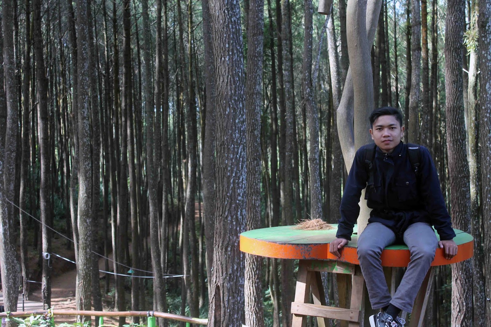 Hutan Pinus Mangunan Jogja, Wisata Alam Dengan Spot - Grove , HD Wallpaper & Backgrounds