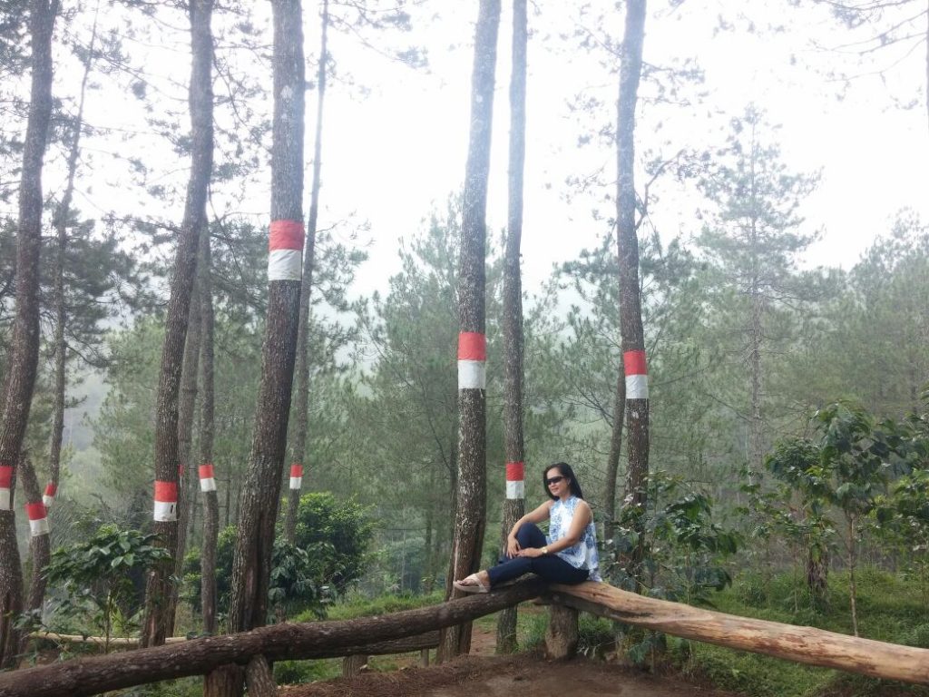 Hutan Pinus Garut, Destinasi Wisata Alam Bikin Ogah - Old-growth Forest , HD Wallpaper & Backgrounds