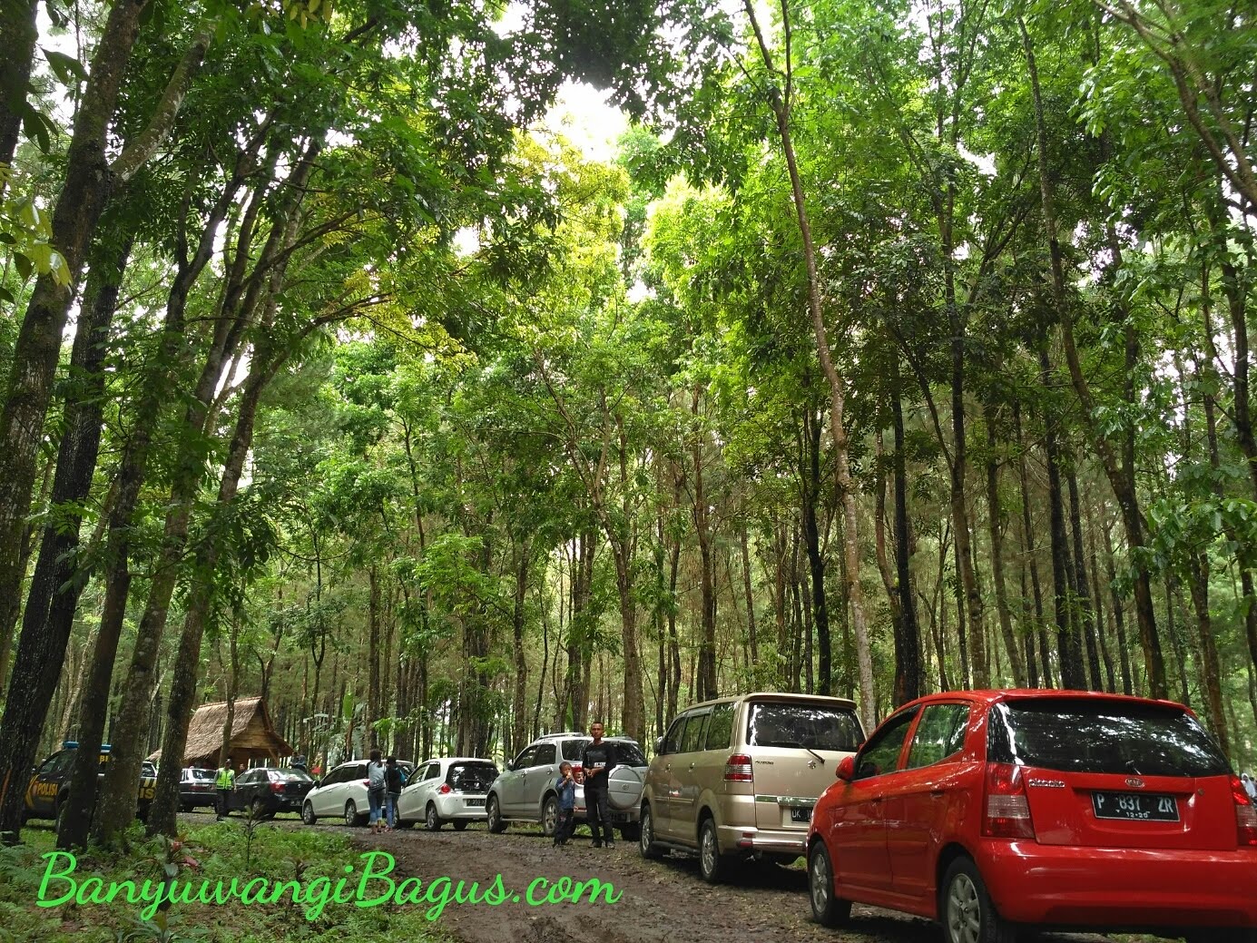 Hutan Pinus Sanggon Hutan Pinus Sanggon - Tempat Wisata Hutan Di Banyuwangi , HD Wallpaper & Backgrounds