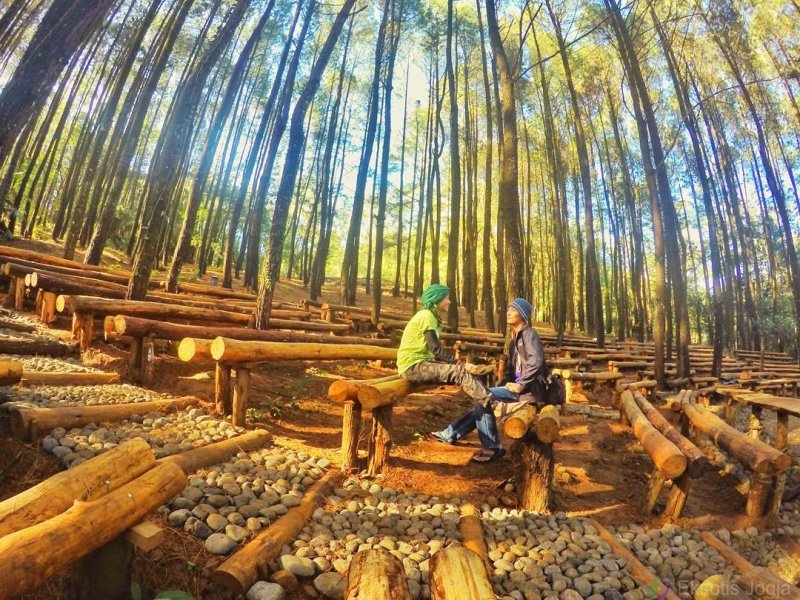 Hutan Pinus - Hutan Pinus Mangunan Jogja , HD Wallpaper & Backgrounds