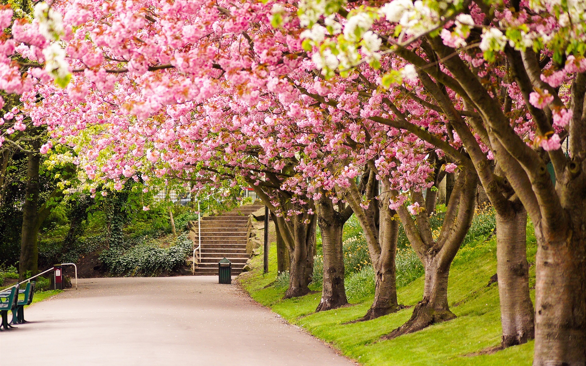 Tak Perlu Khawatir Pohon Sakura Ini Jadi Rebutan - Paisaje Con Flores Y Arboles , HD Wallpaper & Backgrounds
