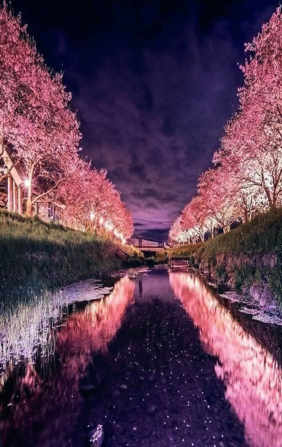 Pemandangan Pohon Sakura Yang Cantik - Landscape , HD Wallpaper & Backgrounds