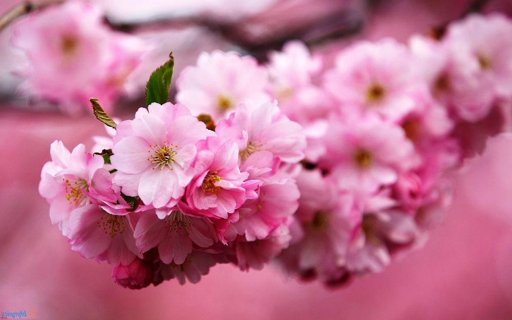 Gambar Bunga Sakura Saat Musim Semi - Bunga Sakura Saat Musim Semi , HD Wallpaper & Backgrounds