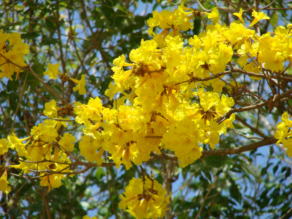 2435316548 4fce68743a B - Yellow Flowering Tree , HD Wallpaper & Backgrounds