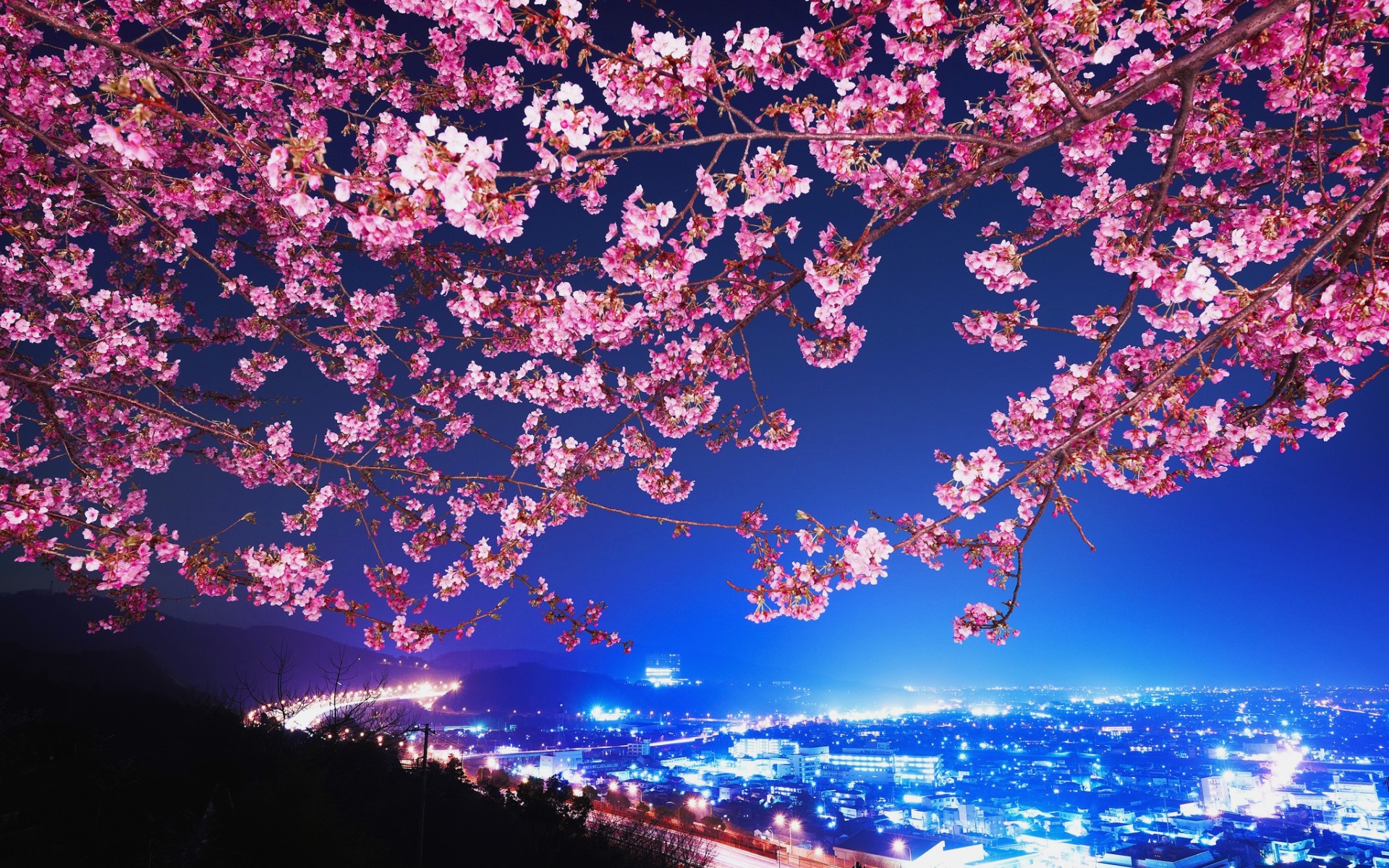 Japan Sakura Cherry Blossom Highway City Night Trees - Cherry Blossom Background Night , HD Wallpaper & Backgrounds