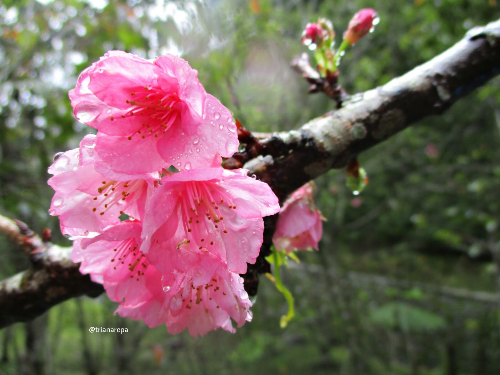 Cantikkan Bunga Sakuranya - Macam Macam Bunga Sakura Yang Paling Indah , HD Wallpaper & Backgrounds