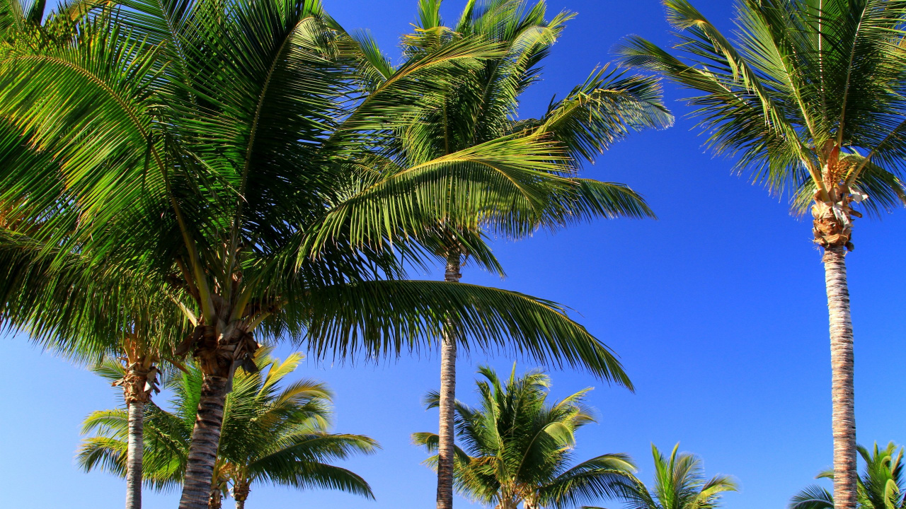 Tropics, Tree, Arecales, Date Palm, Vegetation Wallpaper - Attalea Speciosa , HD Wallpaper & Backgrounds
