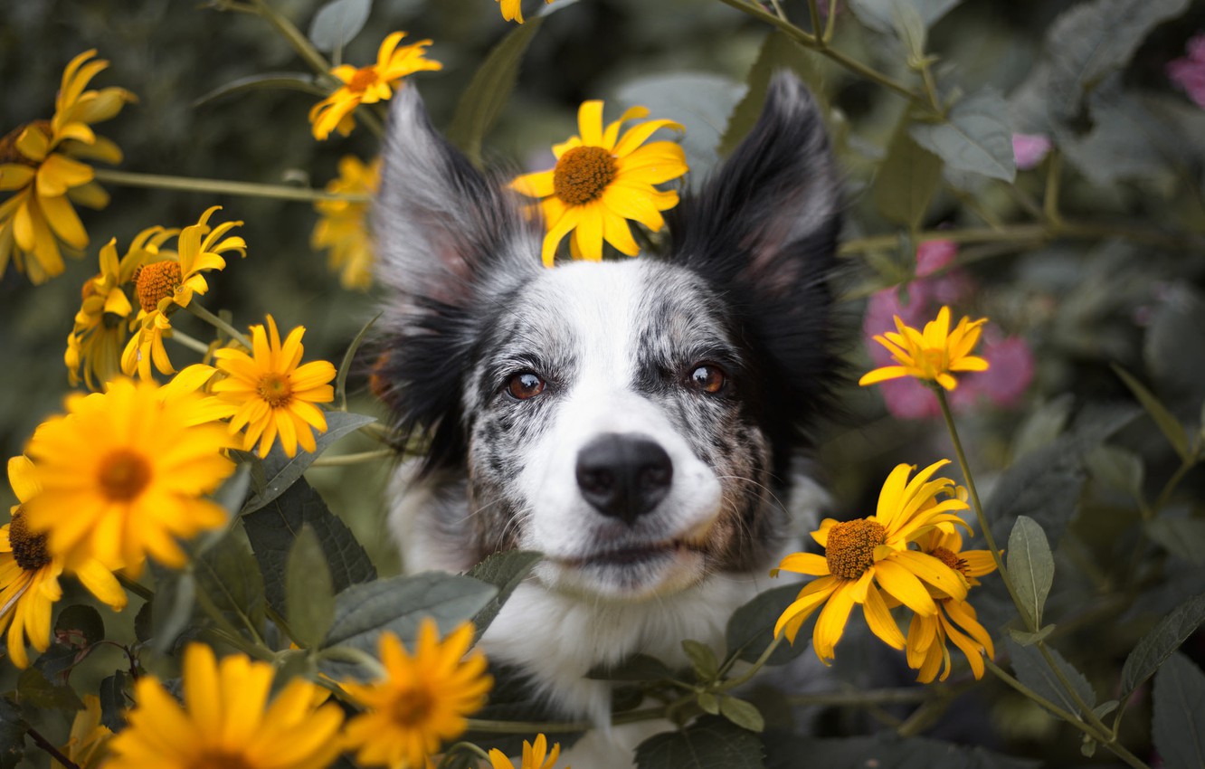 Photo Wallpaper Summer, Look, Face, Flowers, Nature, - Australian Collie , HD Wallpaper & Backgrounds