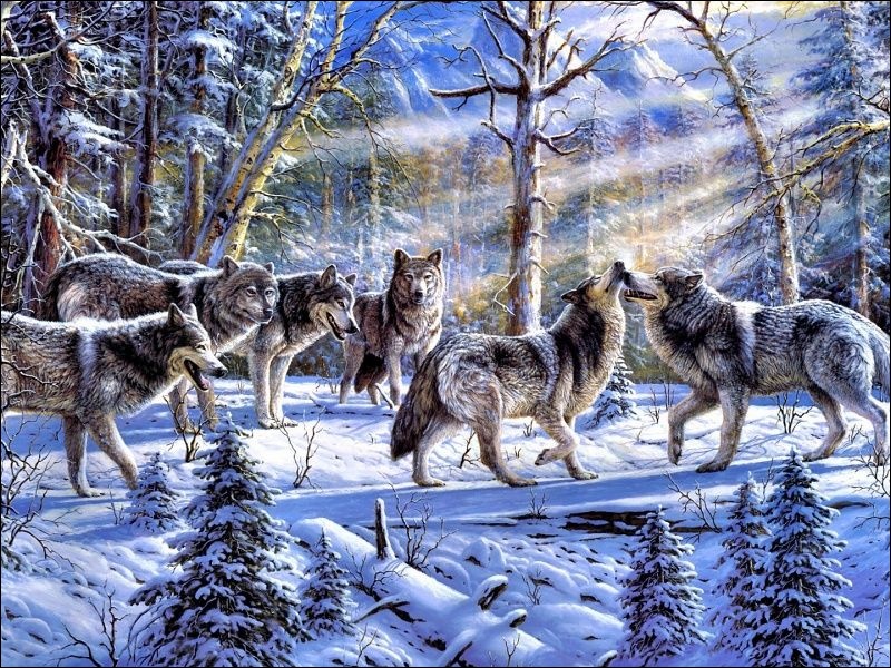 Pack Wolves Hd Wallpaper On Mobdecor - Wolf Pack In The Snow , HD Wallpaper & Backgrounds