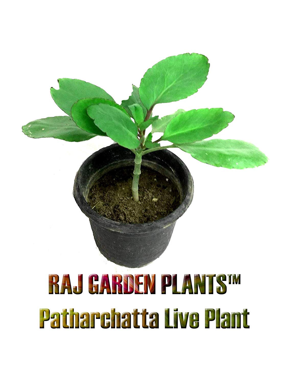 Buy Rookhraj Paudhshala Patharchatta Live Plant Kalanchoe - Bryophyllum Pinnatum , HD Wallpaper & Backgrounds