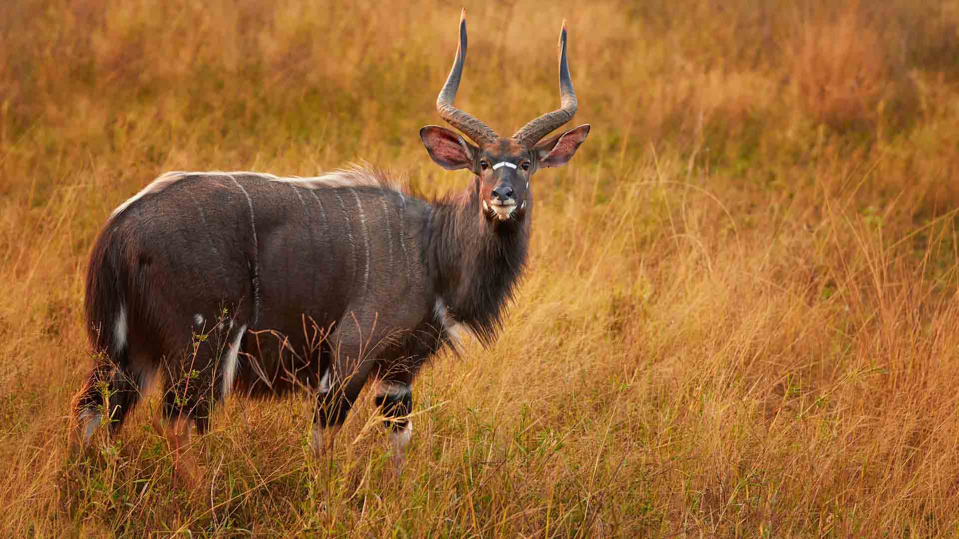 Wallpaper Nyala - Wildlife South African Wallpaper Hd , HD Wallpaper & Backgrounds