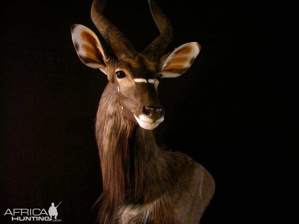 Taxidermy Shoulder Mount Nyala - Shot Placement , HD Wallpaper & Backgrounds