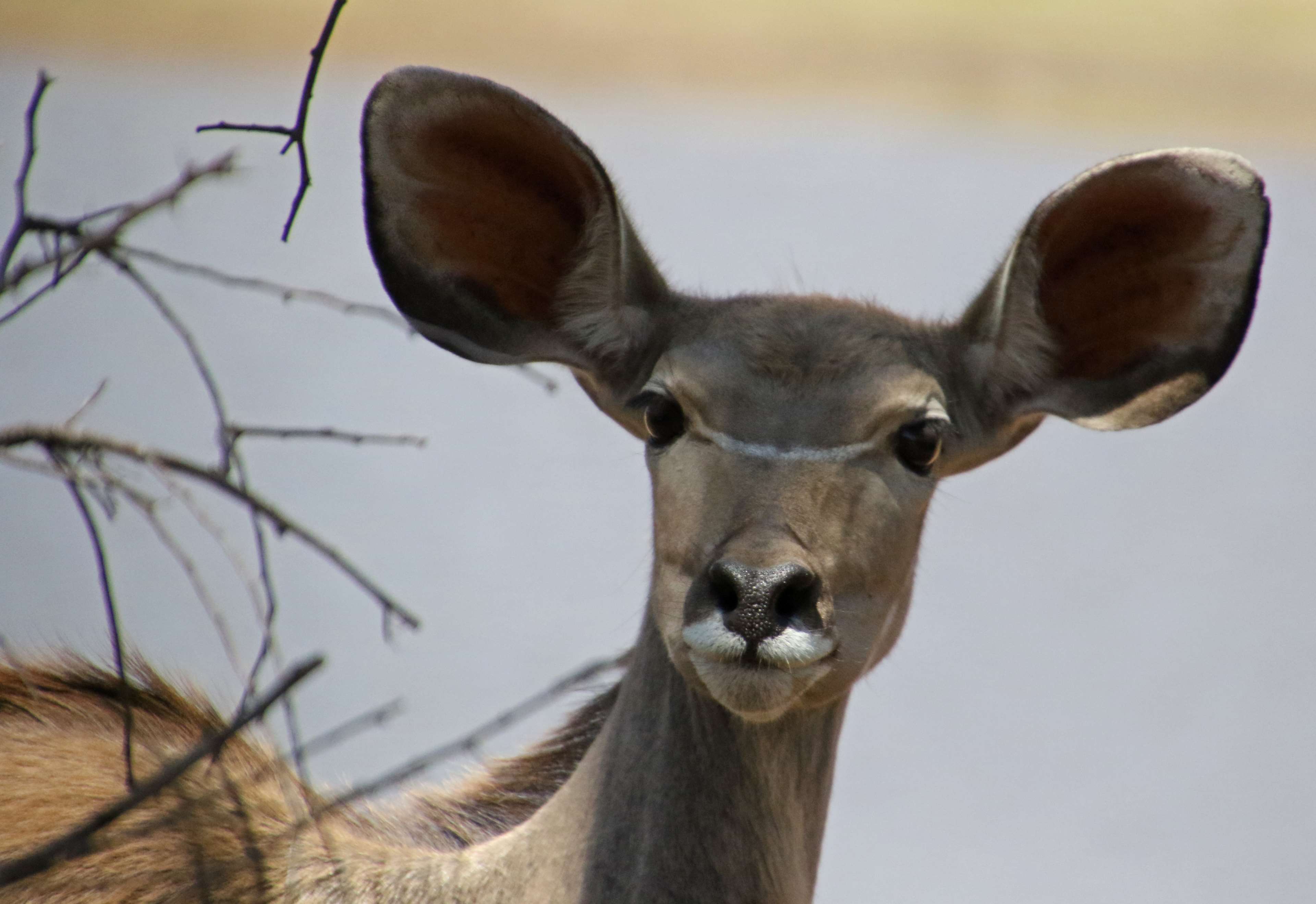 Animal, Buck, Bush, Ears, Face, Hello, Listening, Nyala, - White-tailed Deer , HD Wallpaper & Backgrounds